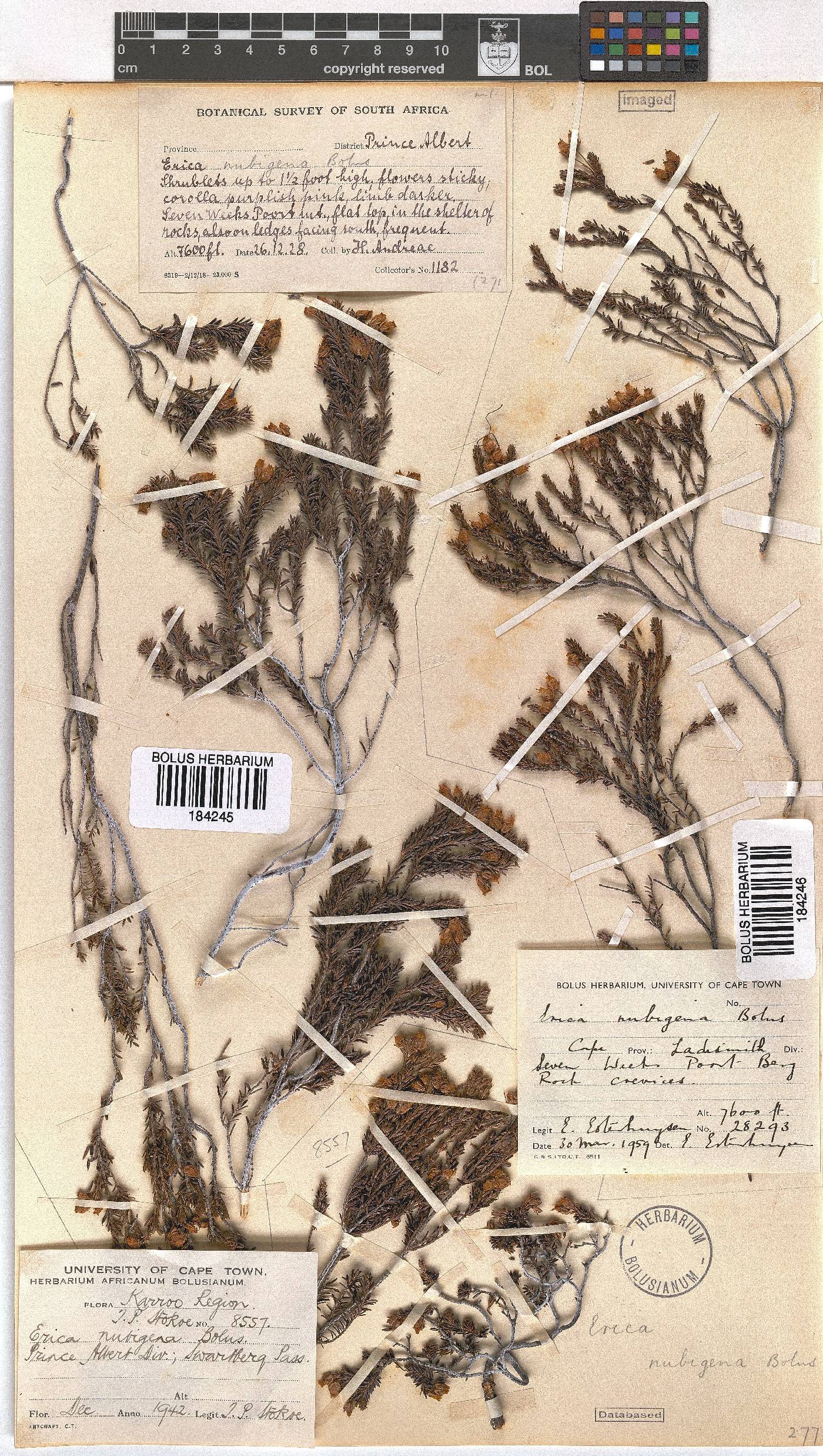 Erica nubigena image