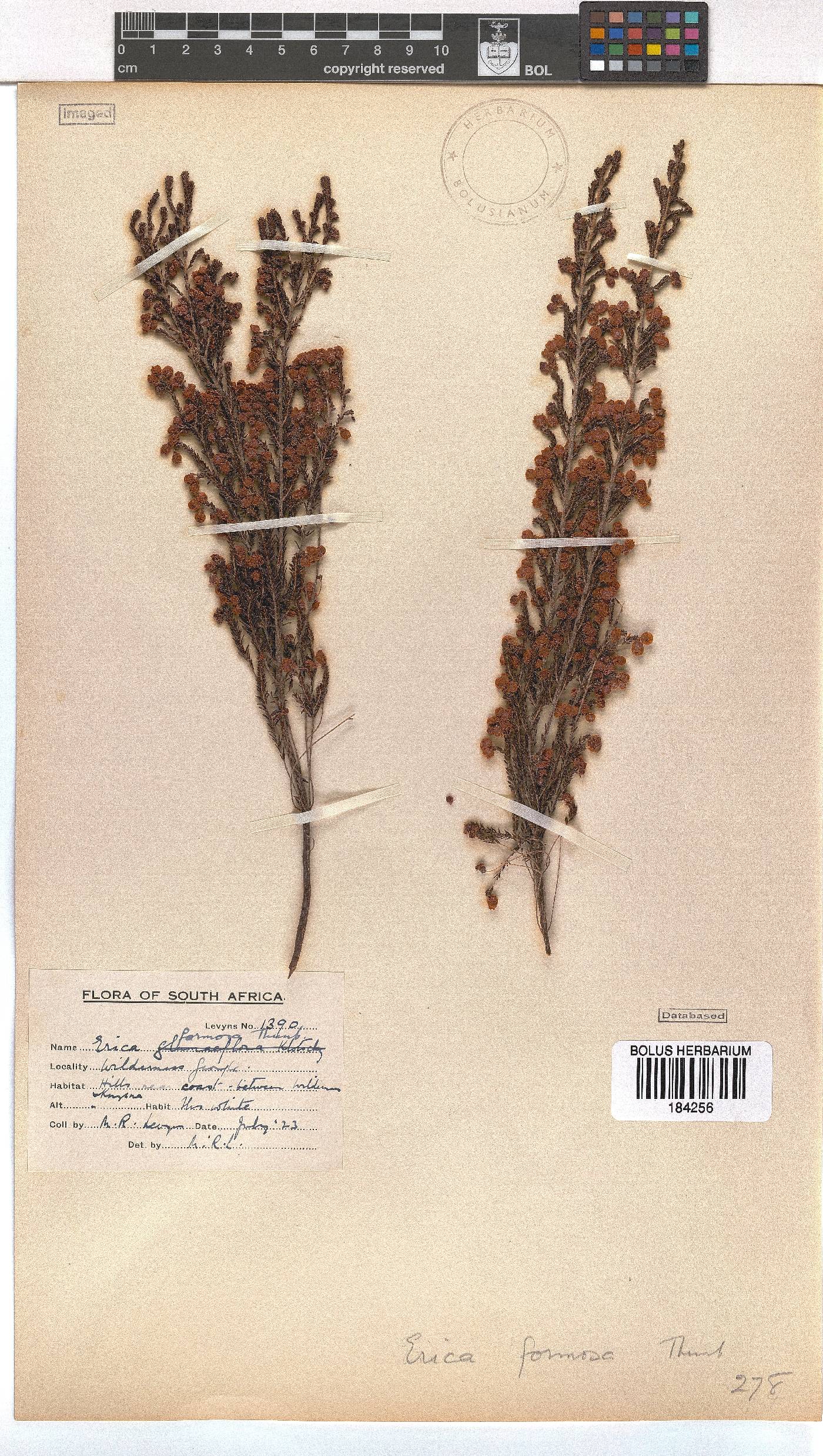 Erica formosa image