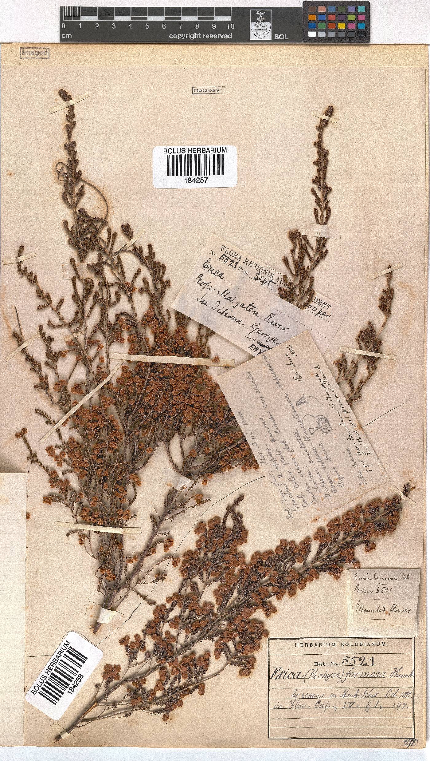 Erica formosa image