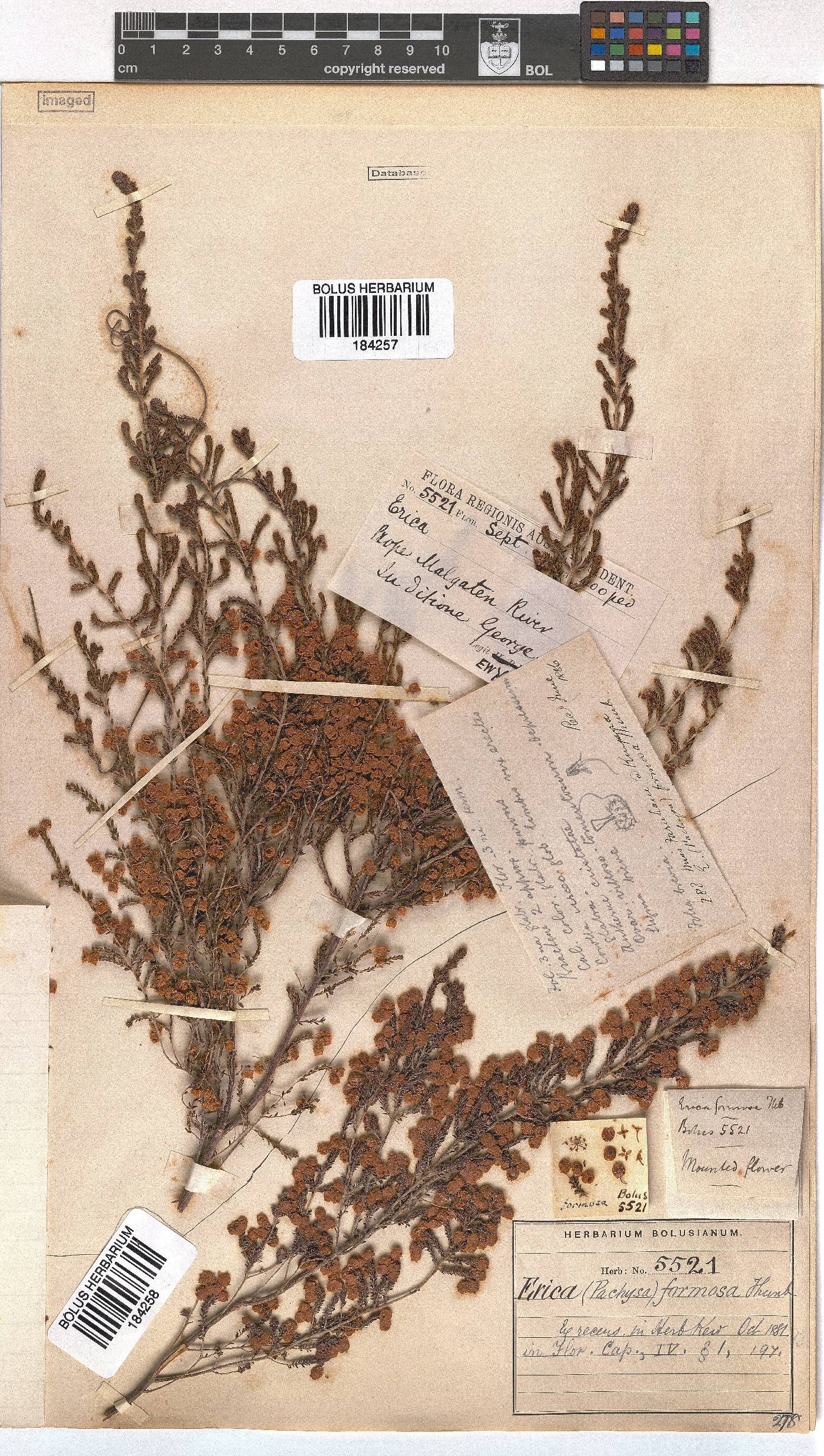 Erica formosa image