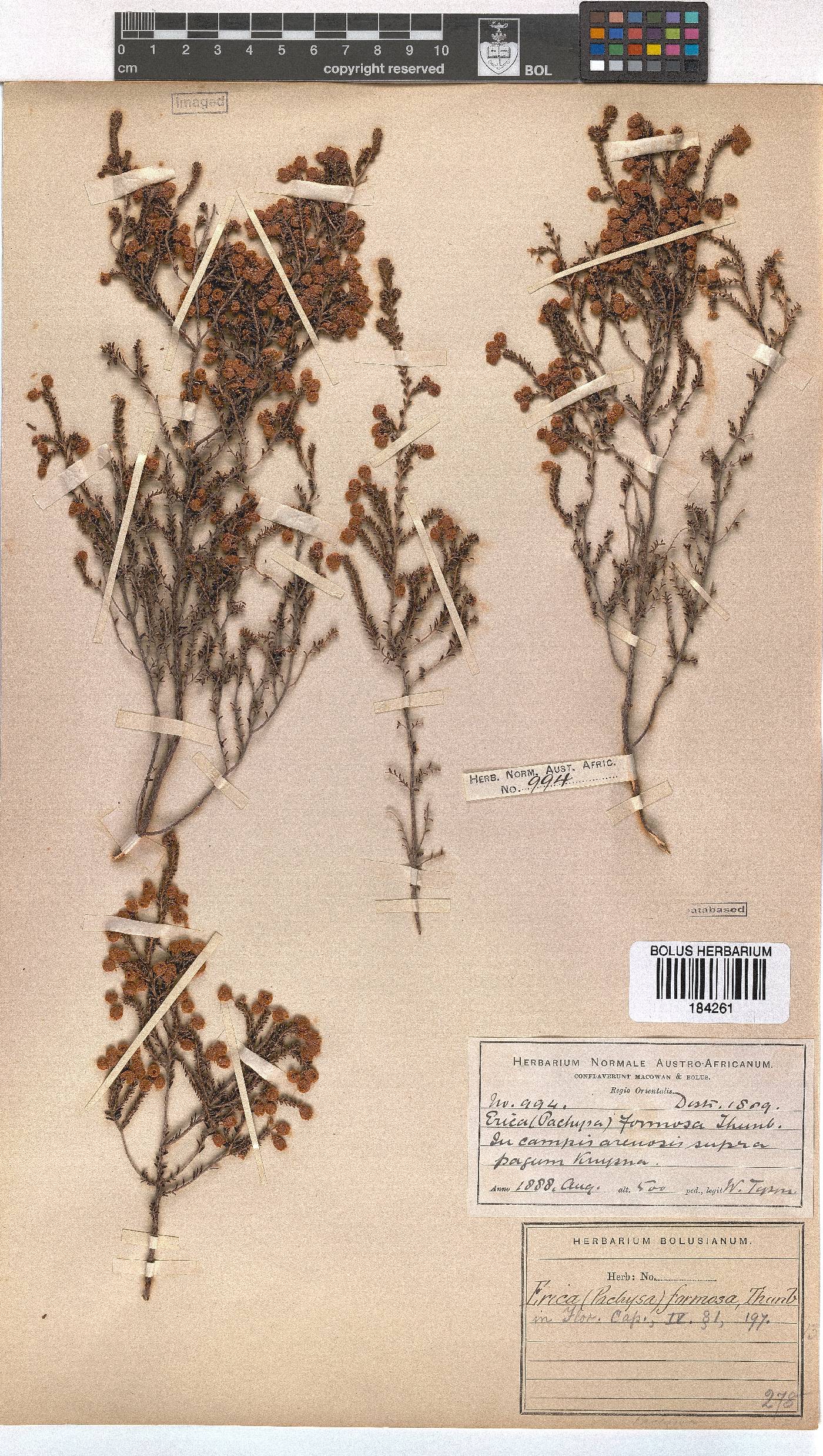 Erica formosa image
