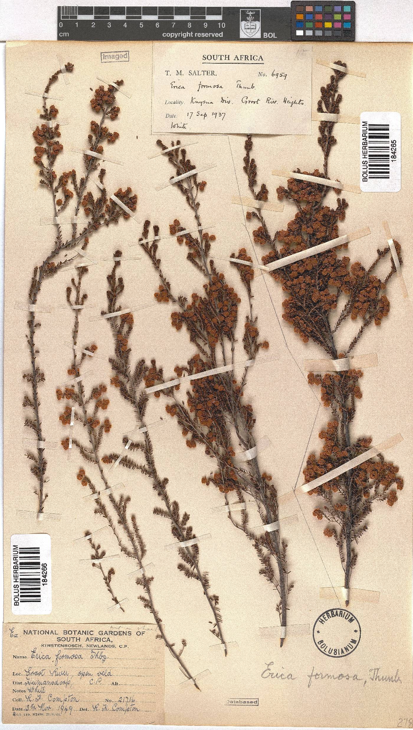 Erica formosa image