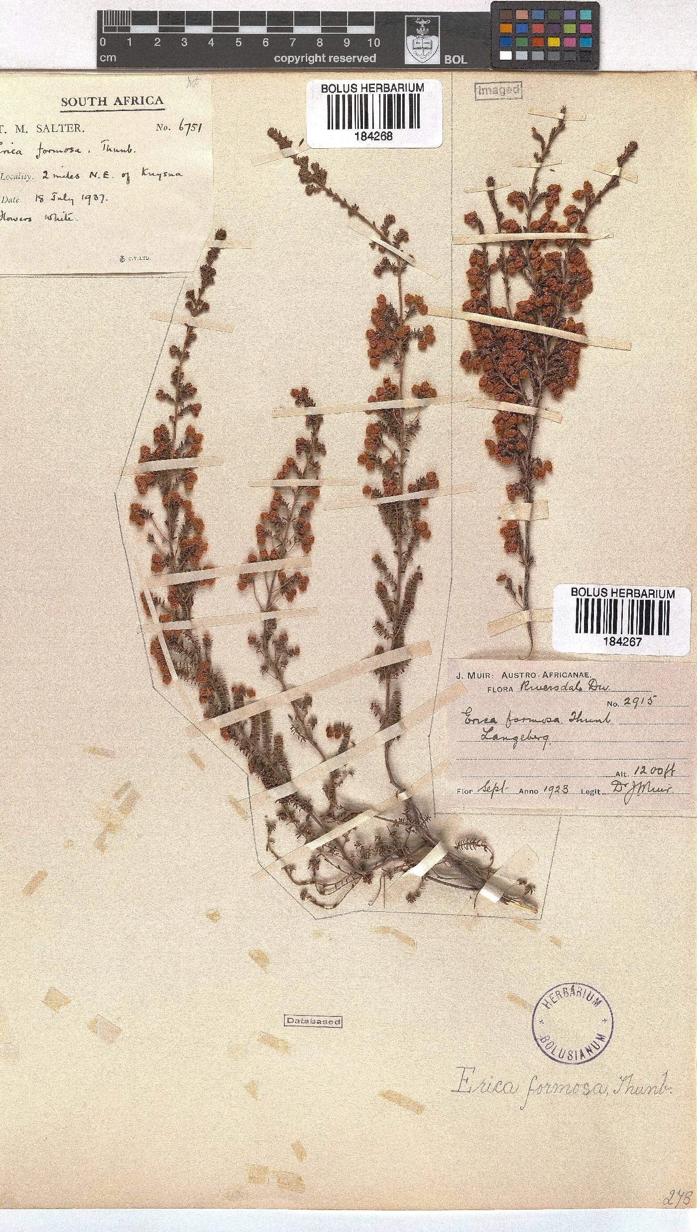 Erica formosa image