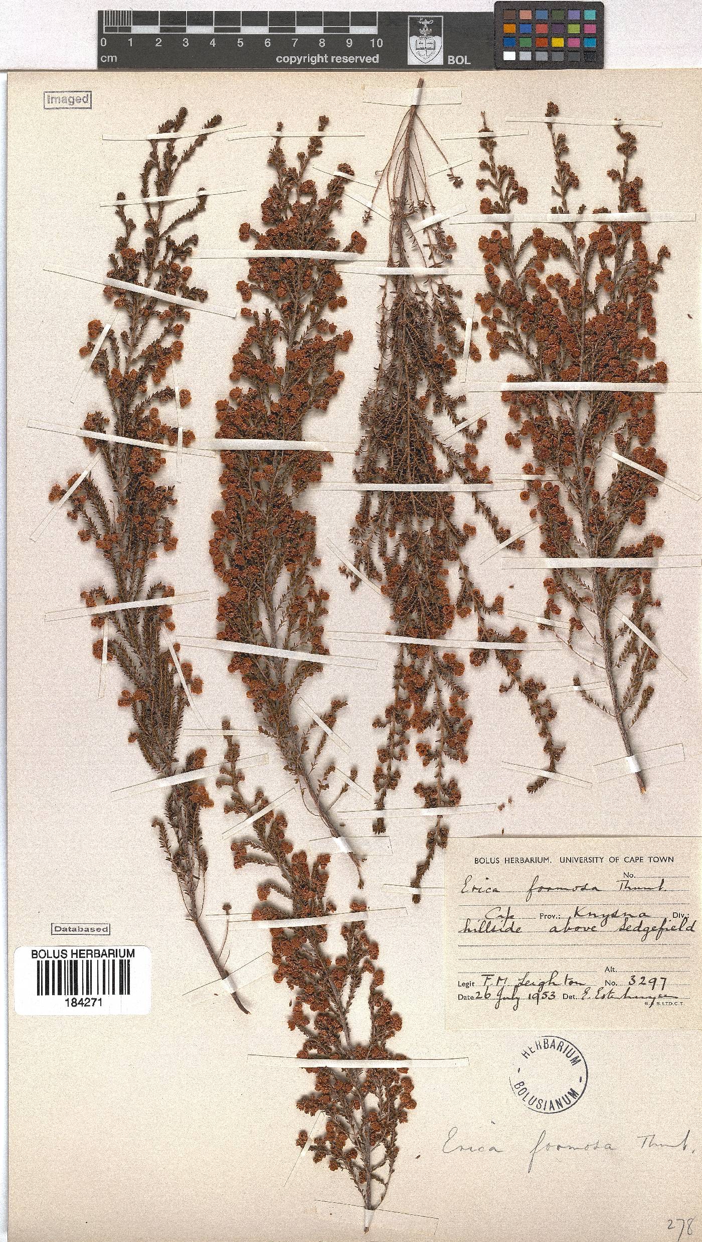 Erica formosa image