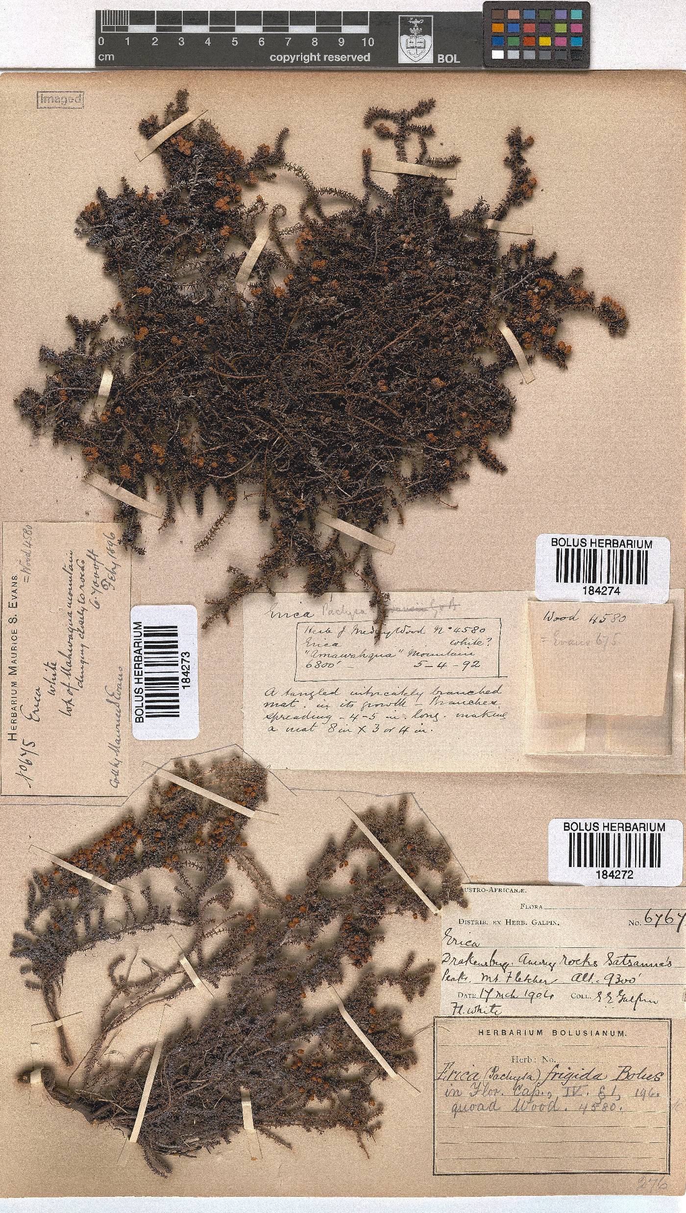 Erica frigida image