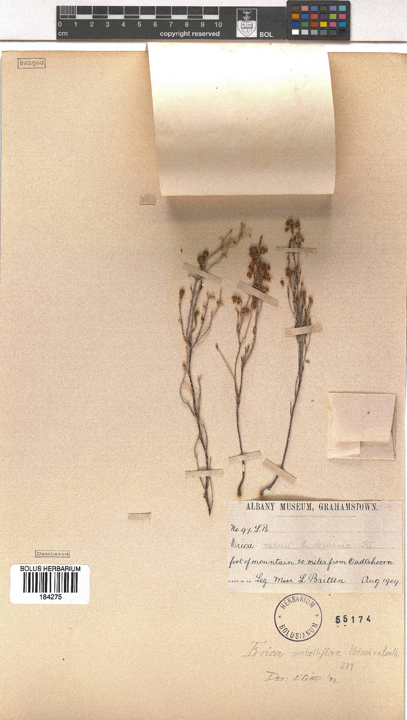 Erica umbelliflora image