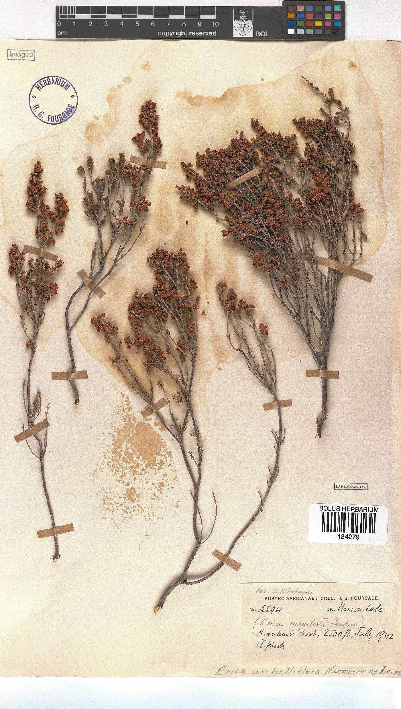 Erica umbelliflora image