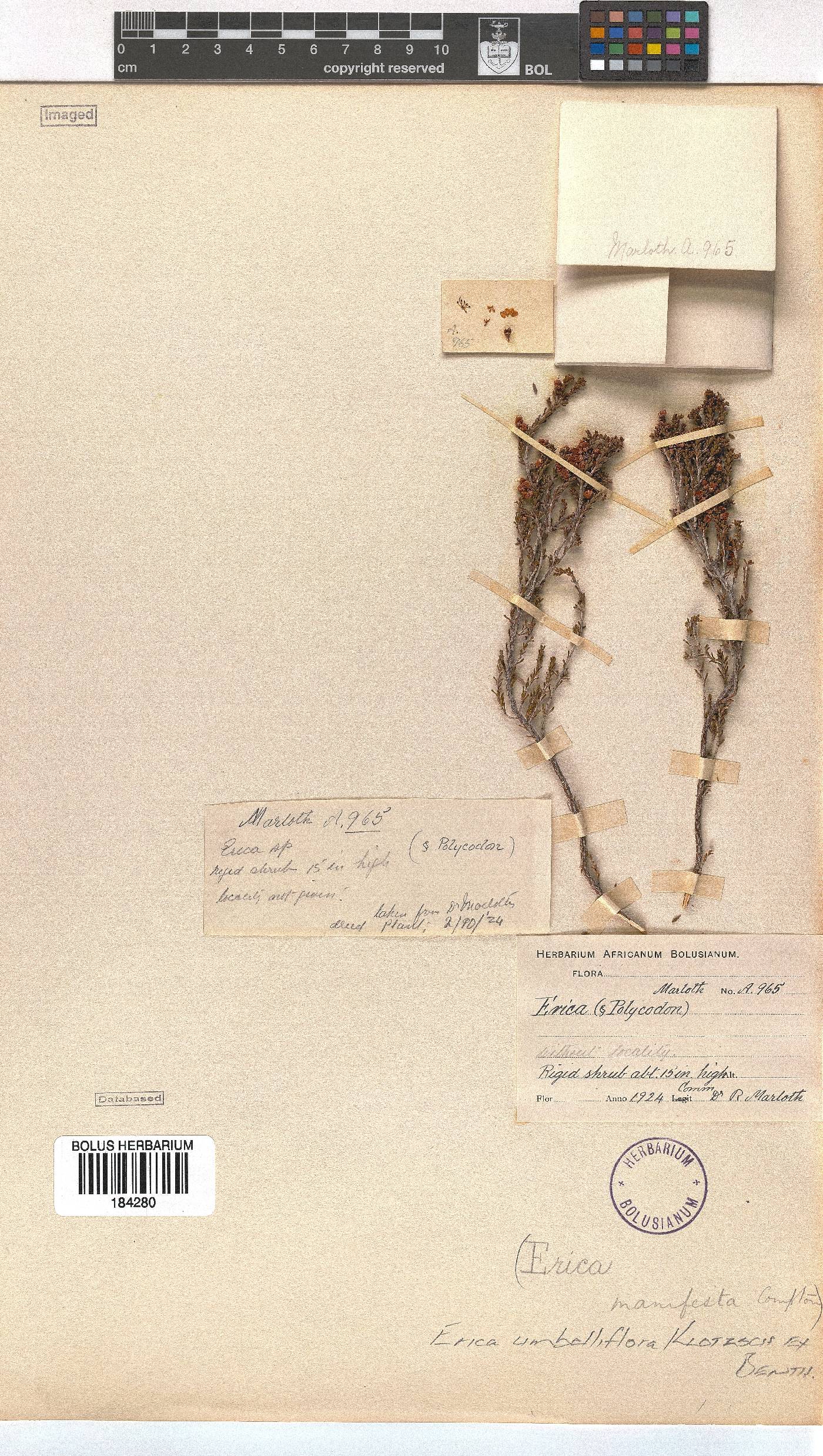 Erica umbelliflora image