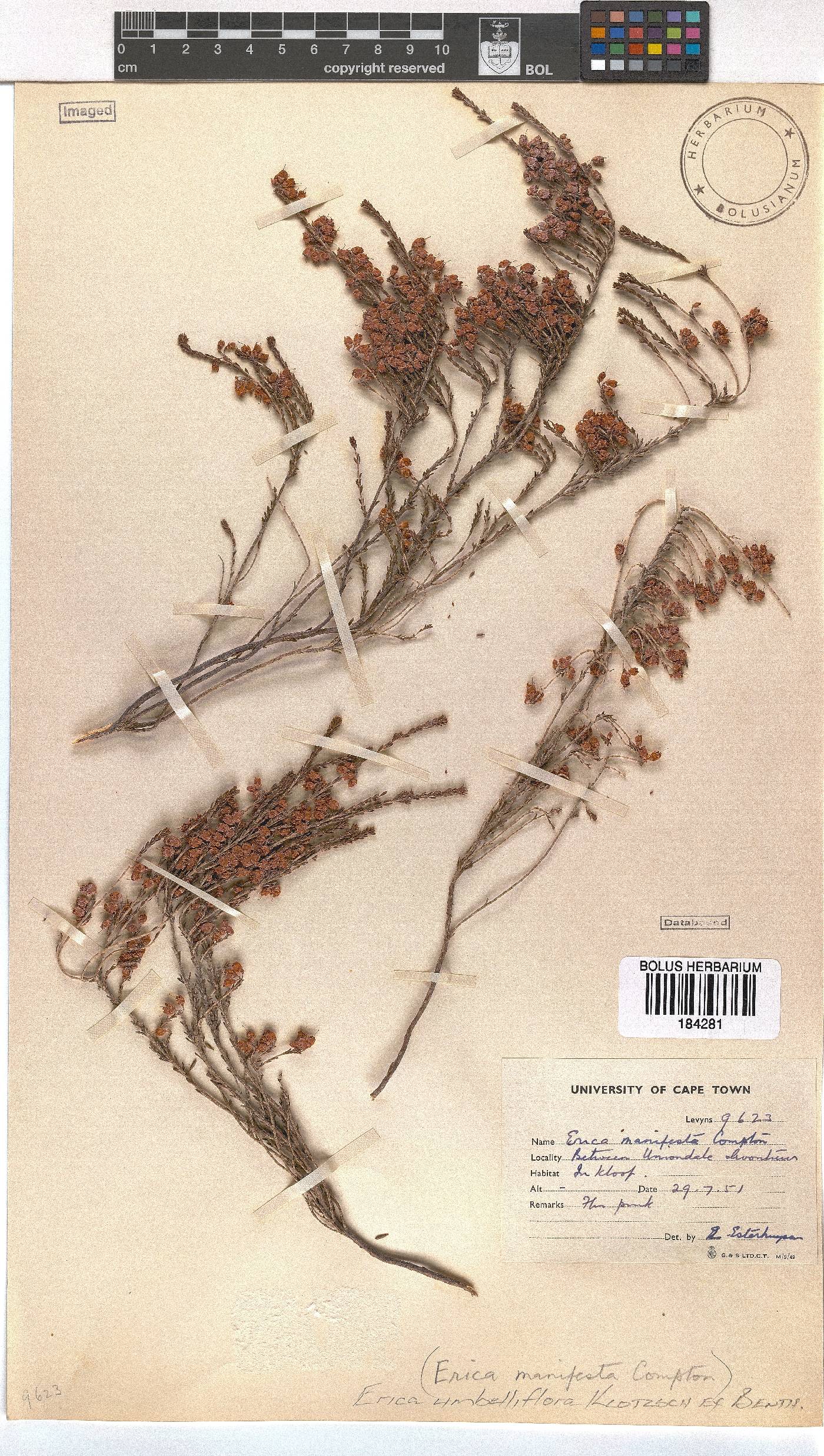 Erica umbelliflora image