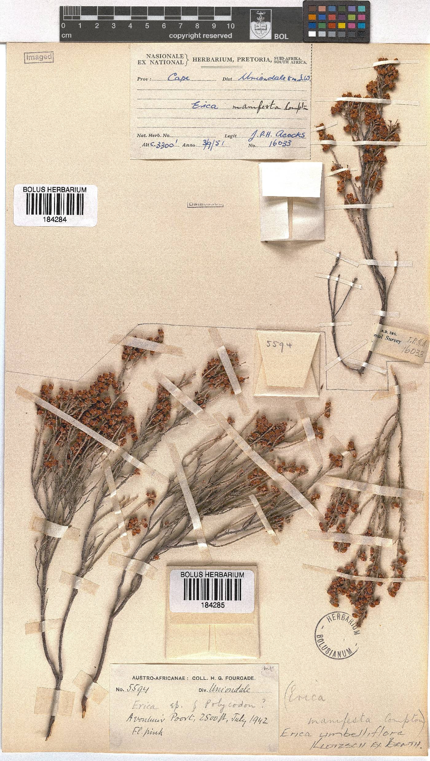 Erica umbelliflora image