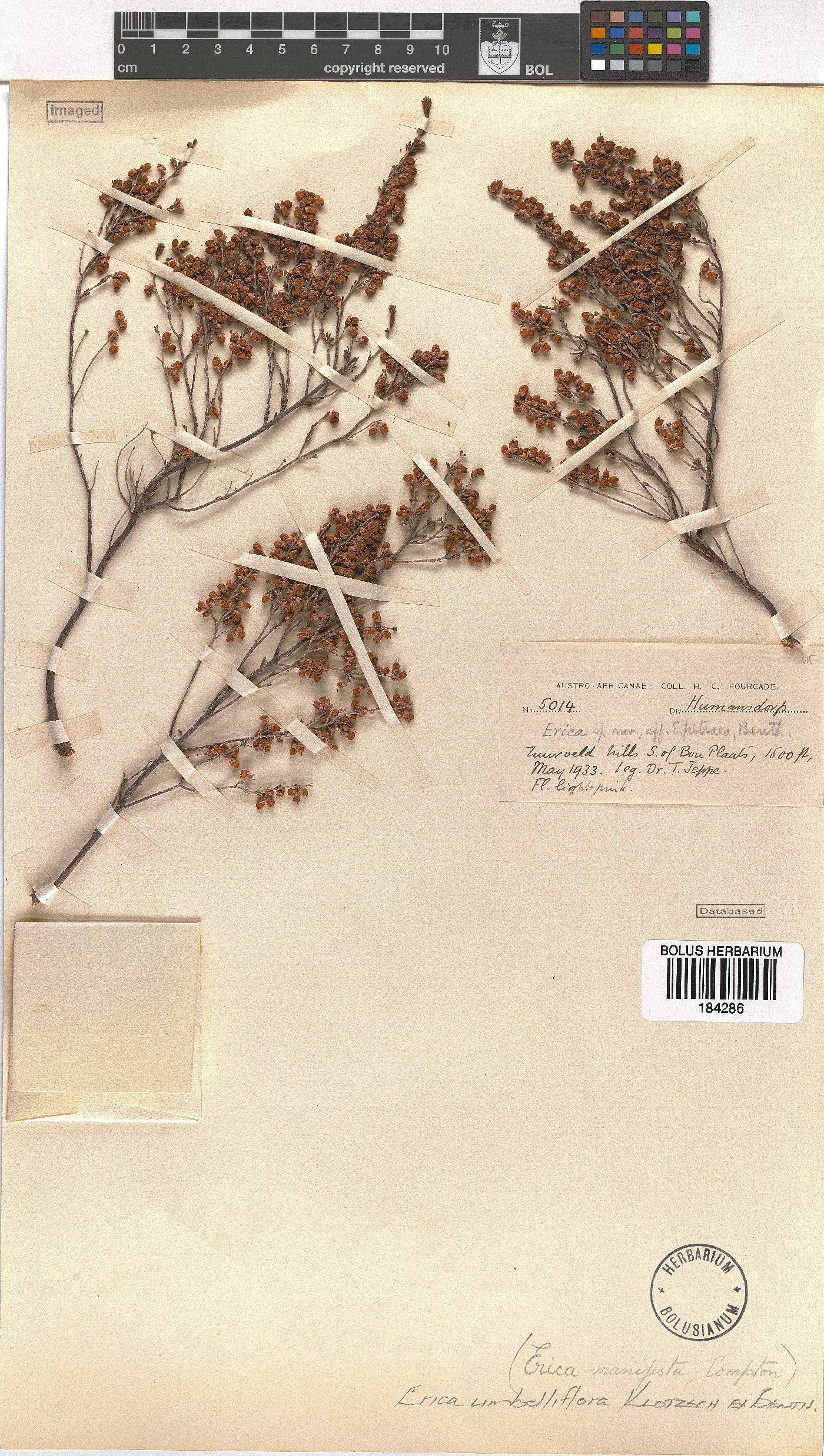 Erica umbelliflora image