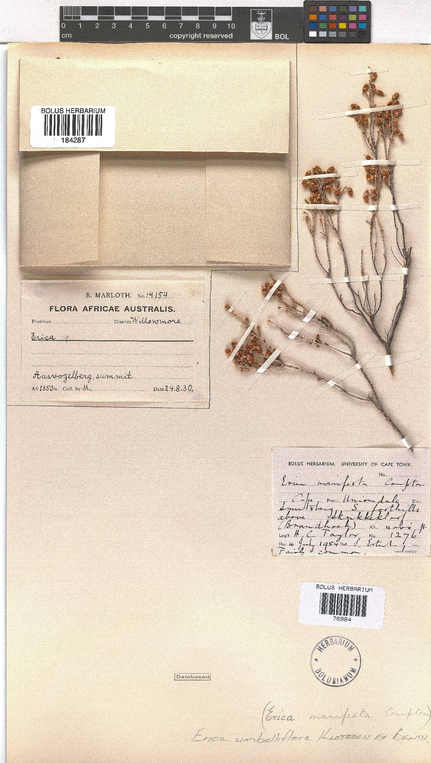 Erica umbelliflora image