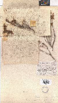 Erica umbelliflora image