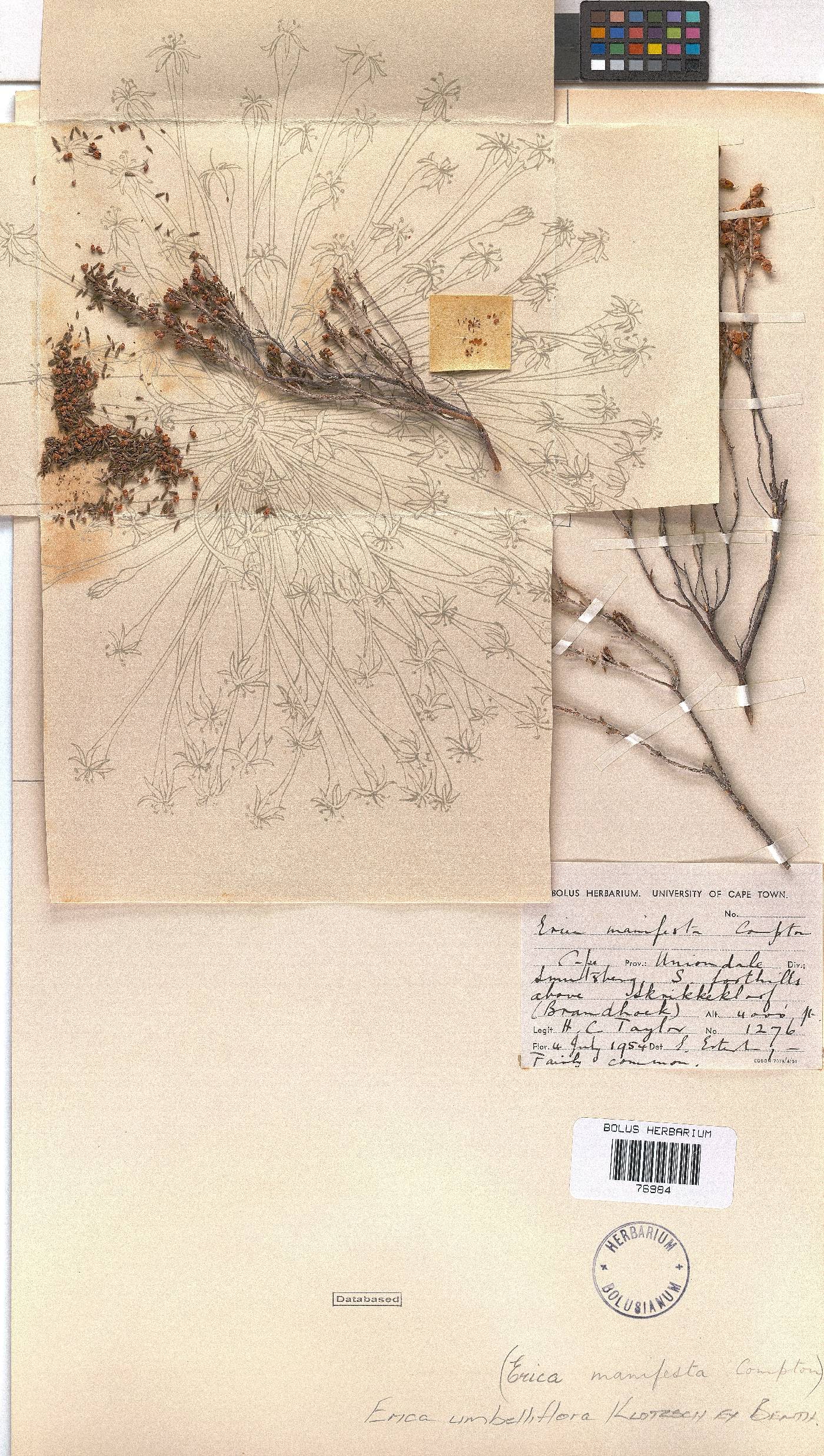 Erica umbelliflora image