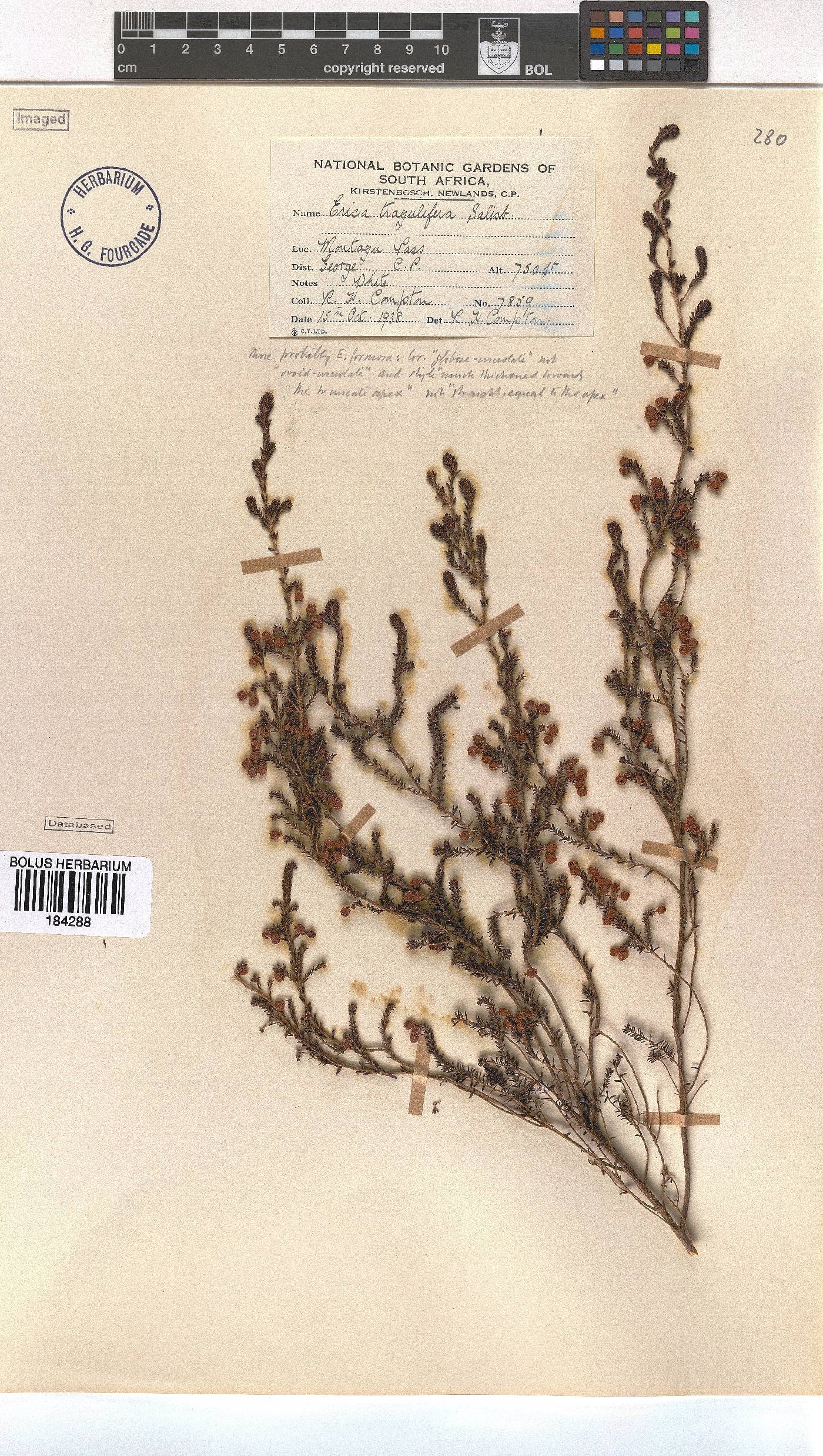 Erica tragulifera image