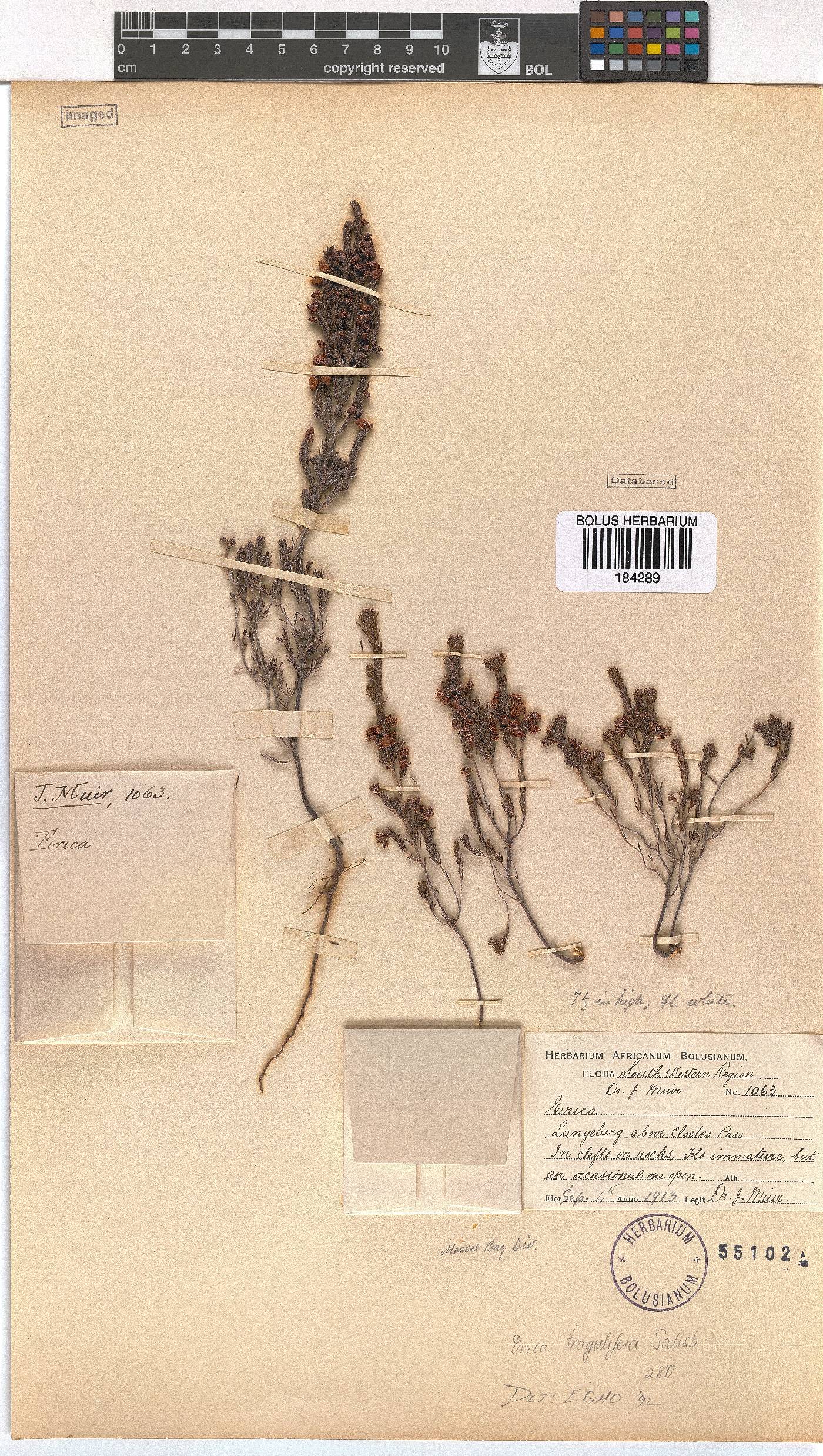 Erica tragulifera image