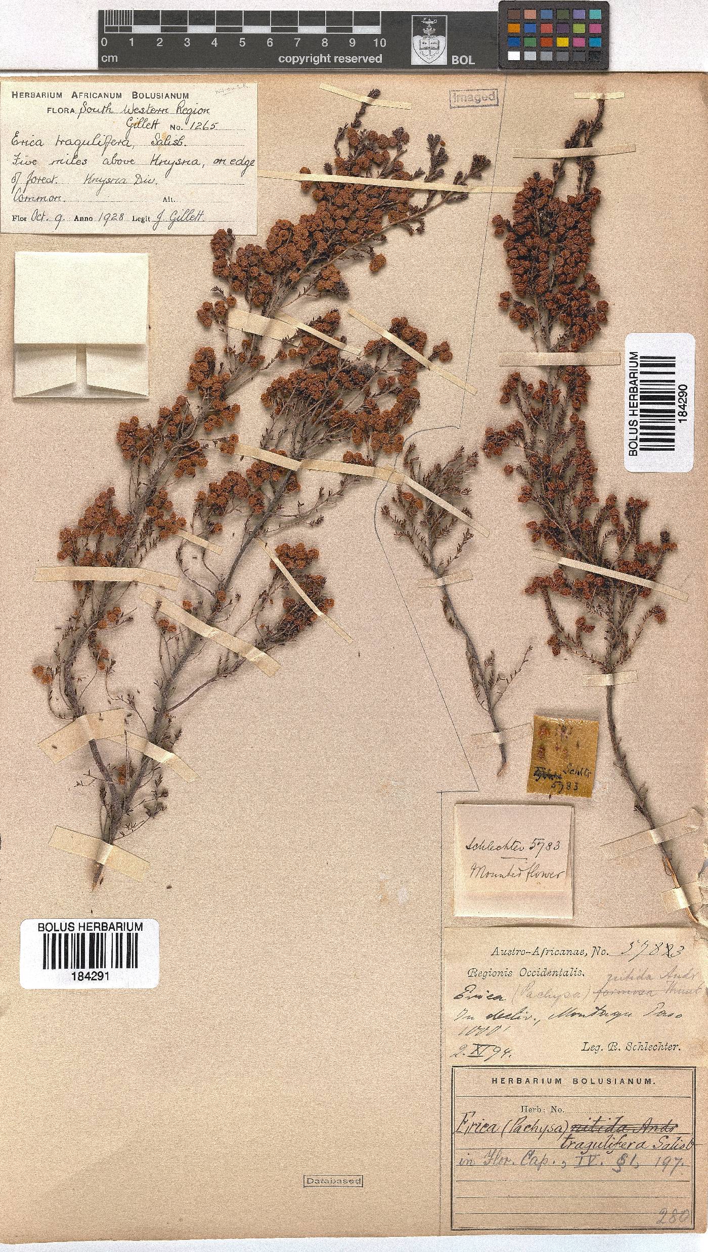 Erica tragulifera image