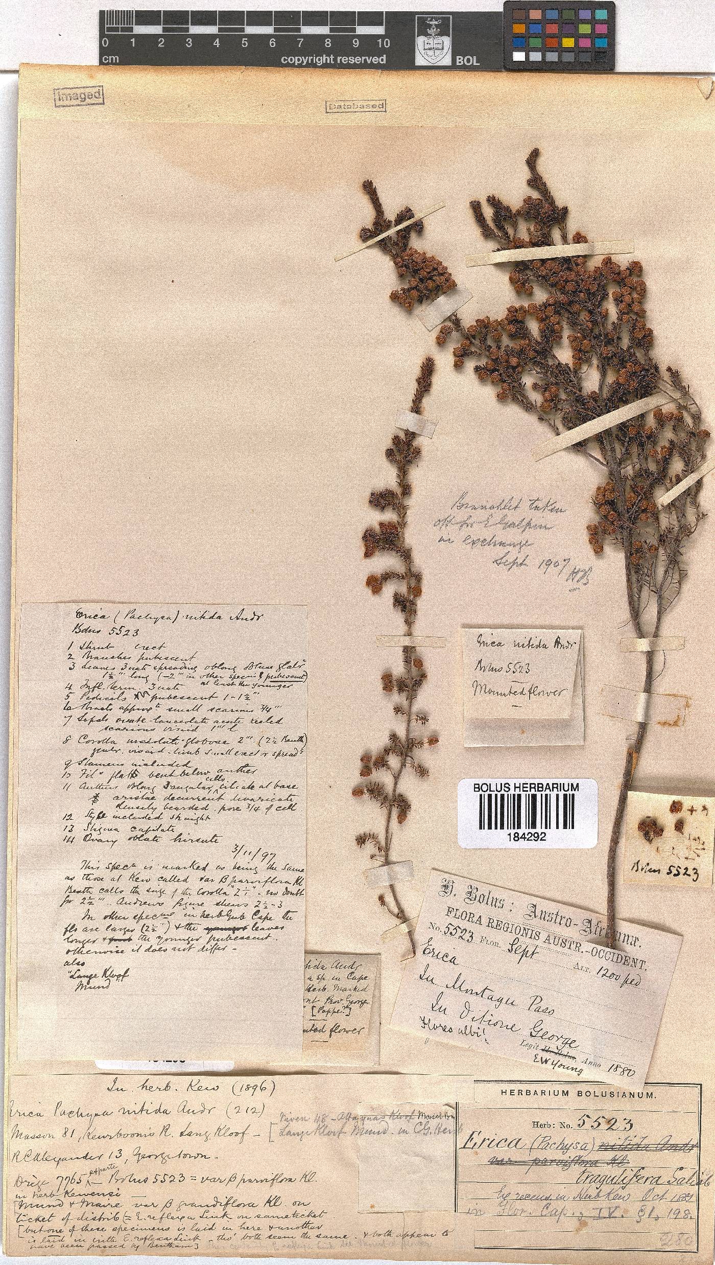 Erica tragulifera image