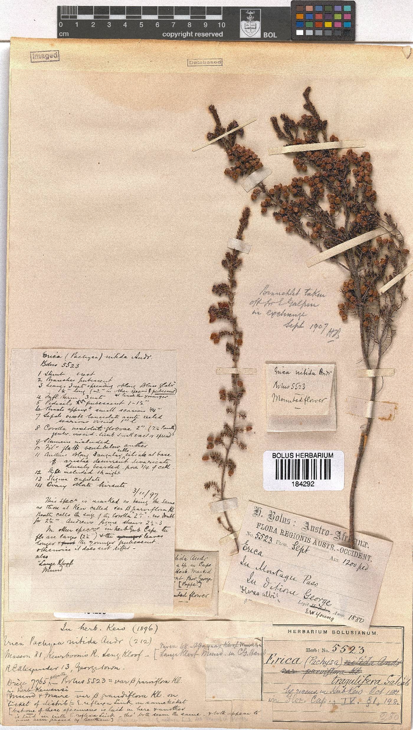 Erica tragulifera image