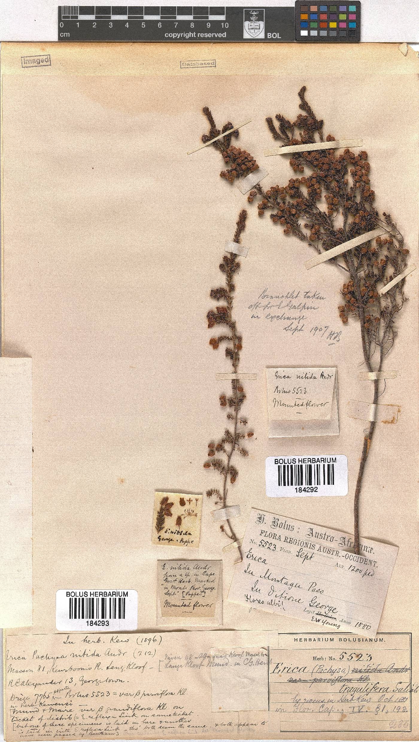 Erica tragulifera image