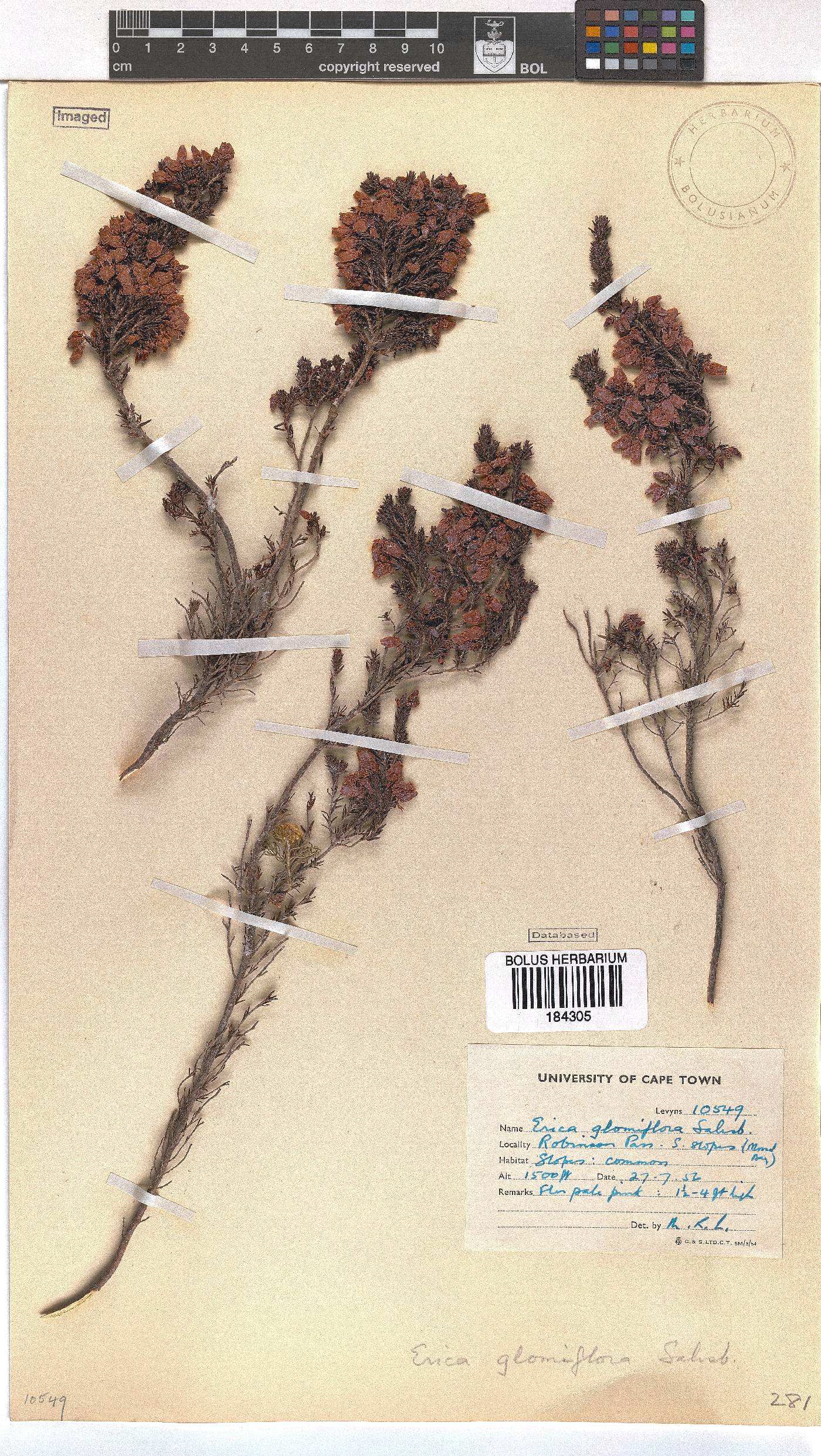 Erica glomiflora image