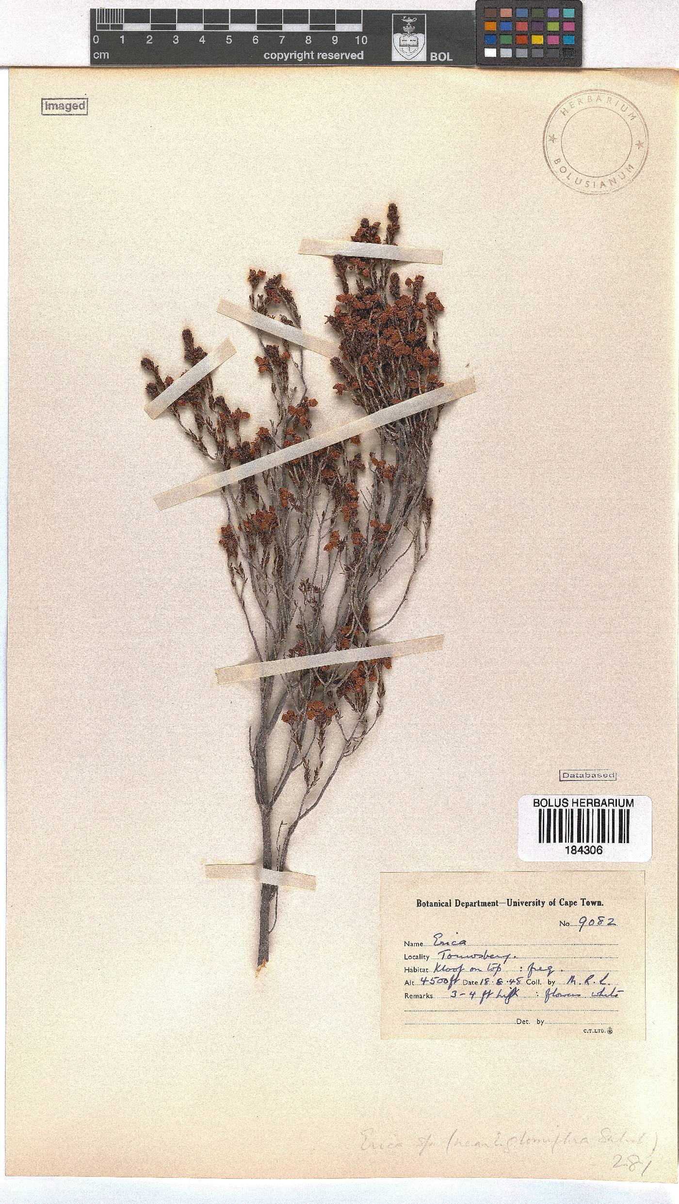 Erica glomiflora image