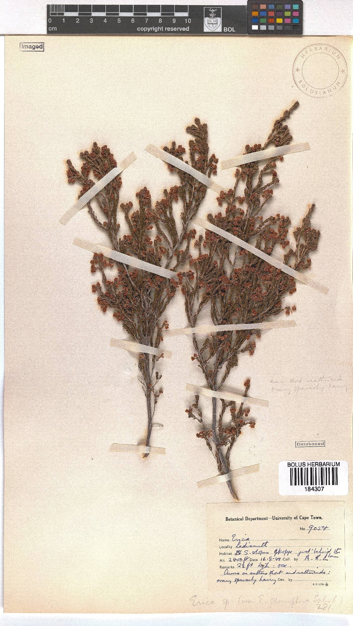 Erica glomiflora image