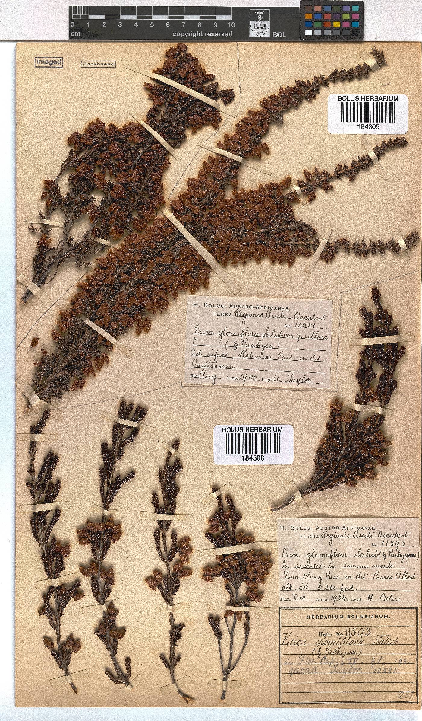 Erica glomiflora image