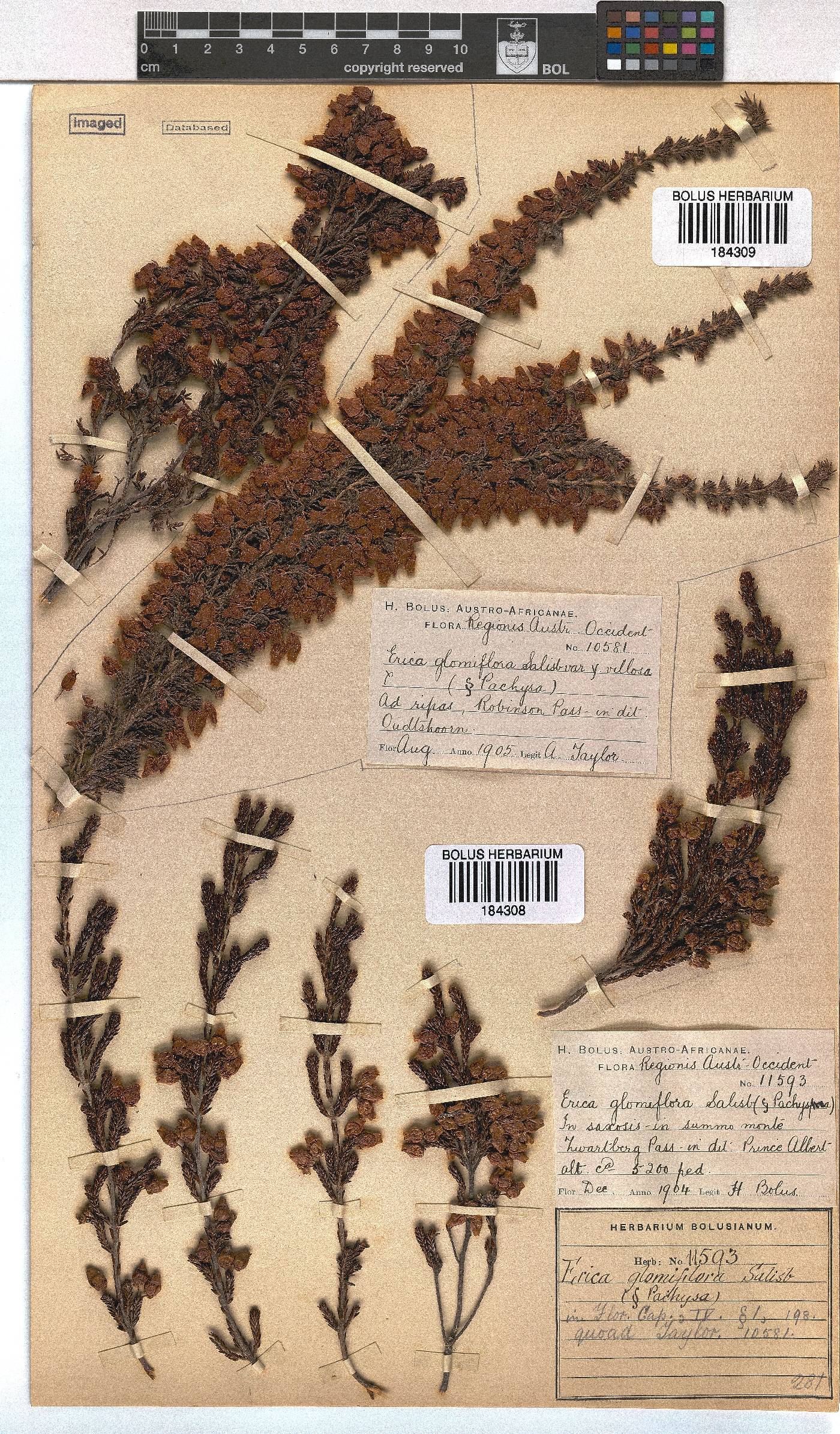 Erica glomiflora image