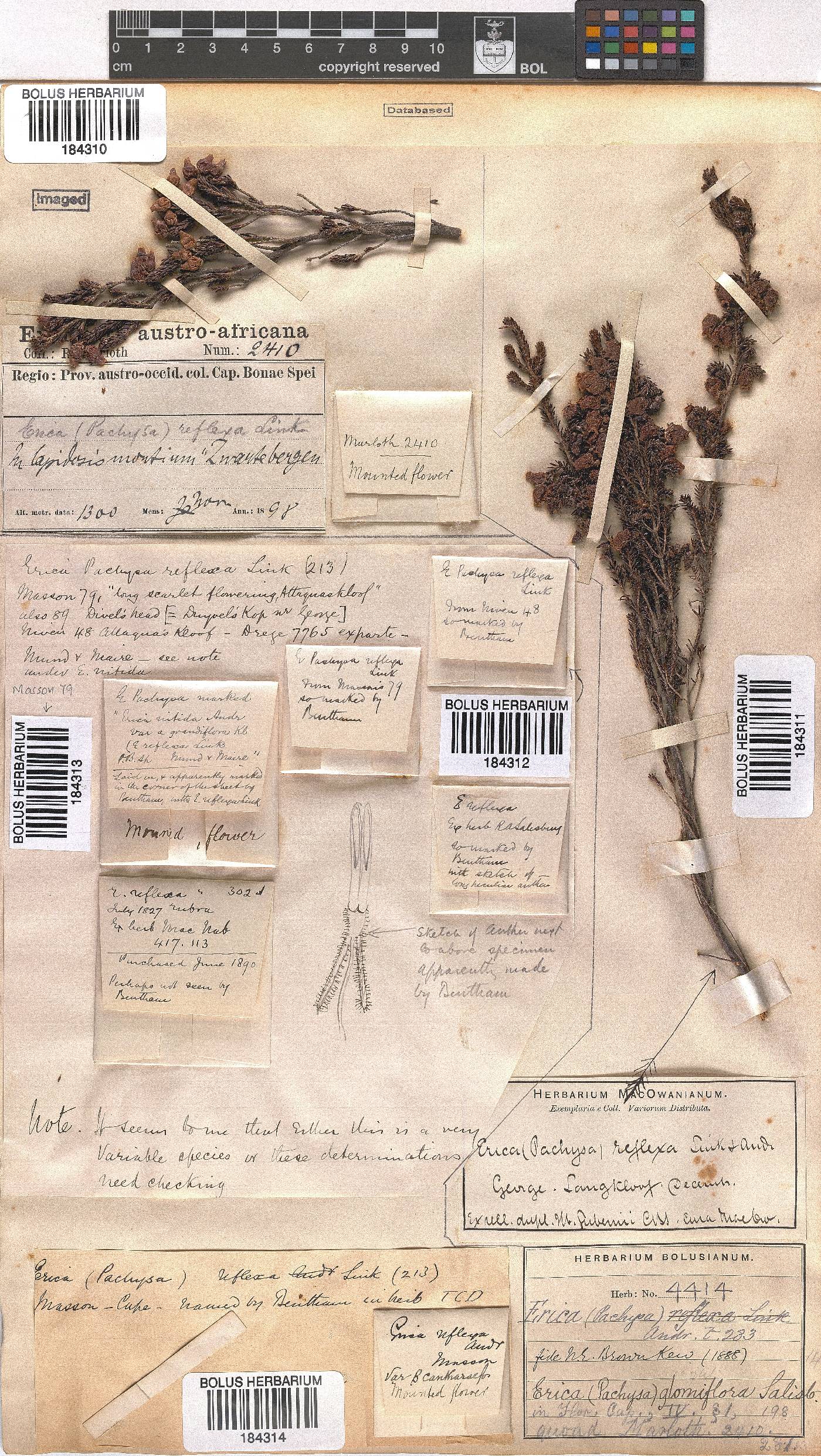 Erica glomiflora var. canthariformis image