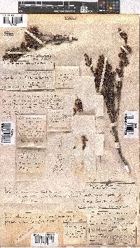 Erica glomiflora var. canthariformis image