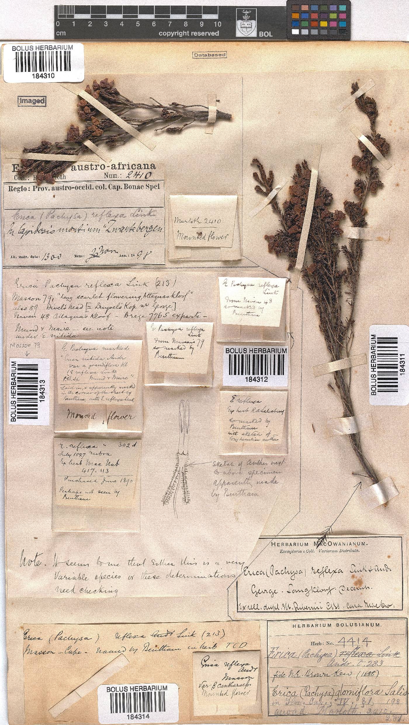 Erica glomiflora var. canthariformis image