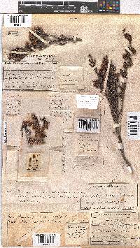 Erica glomiflora var. canthariformis image