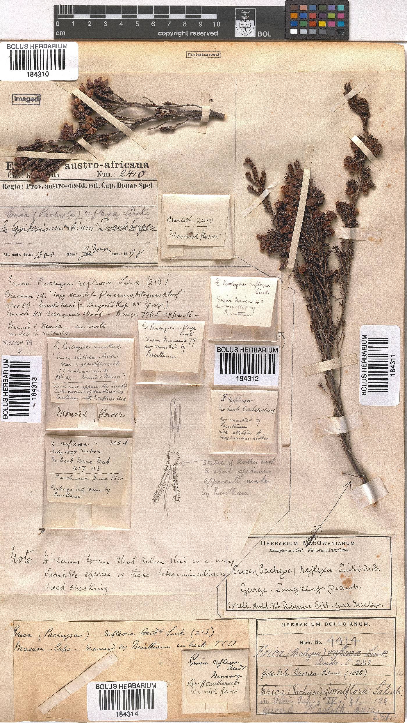 Erica glomiflora var. canthariformis image