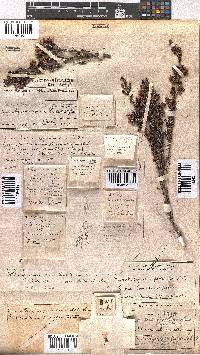 Erica glomiflora var. canthariformis image