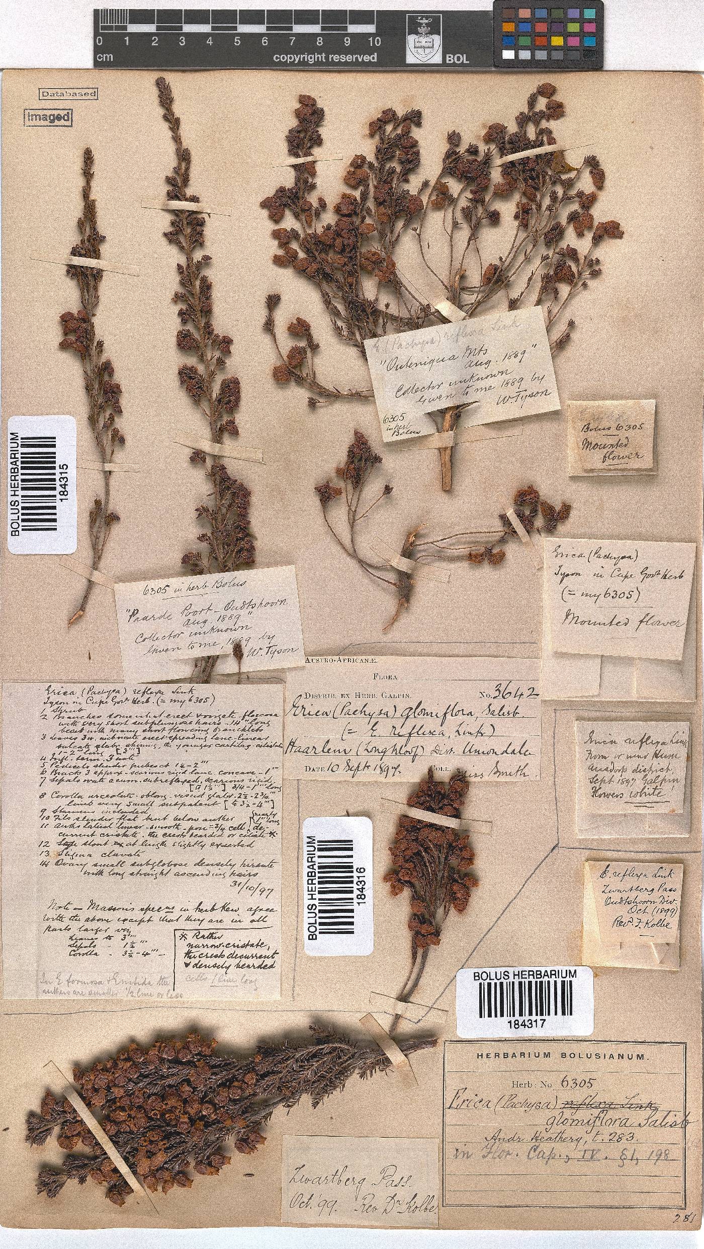 Erica glomiflora image