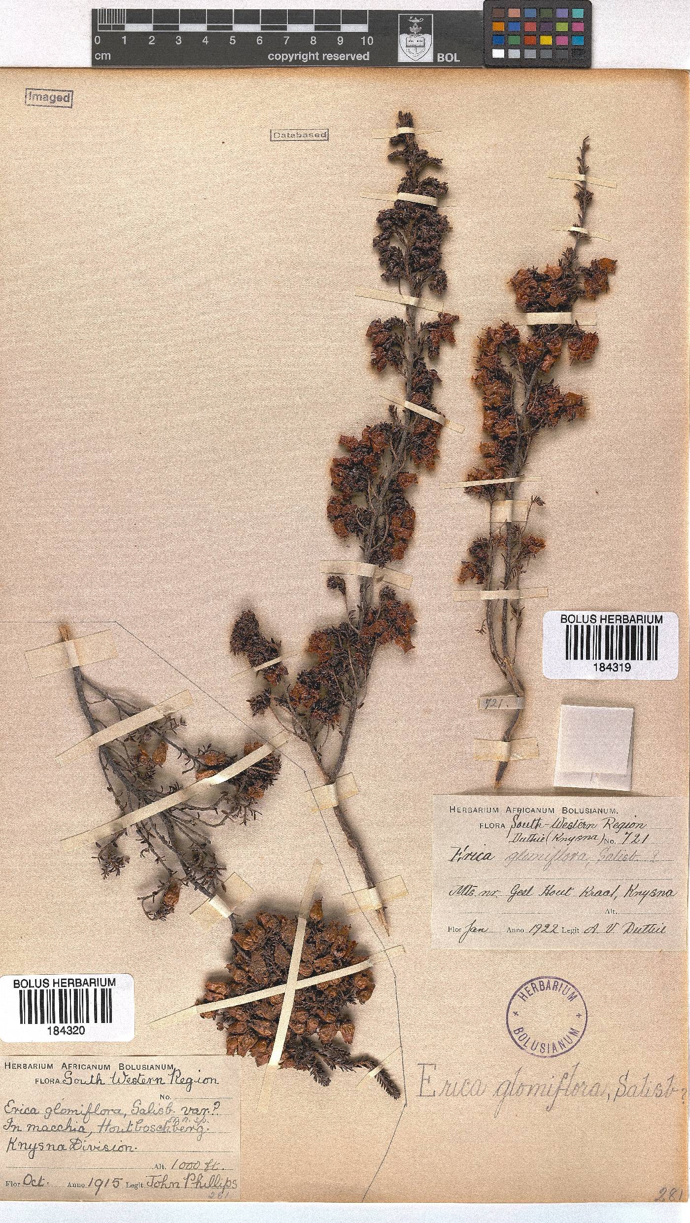 Erica glomiflora image