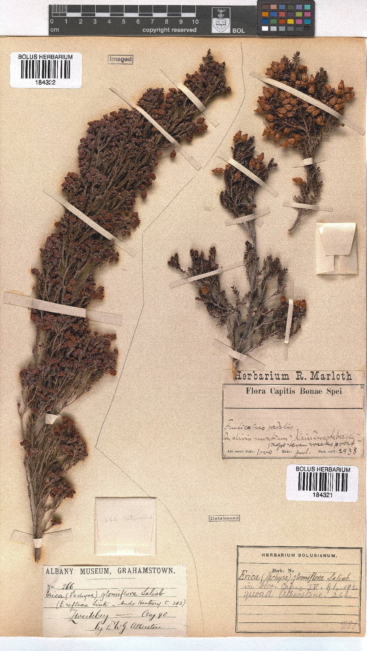 Erica glomiflora image