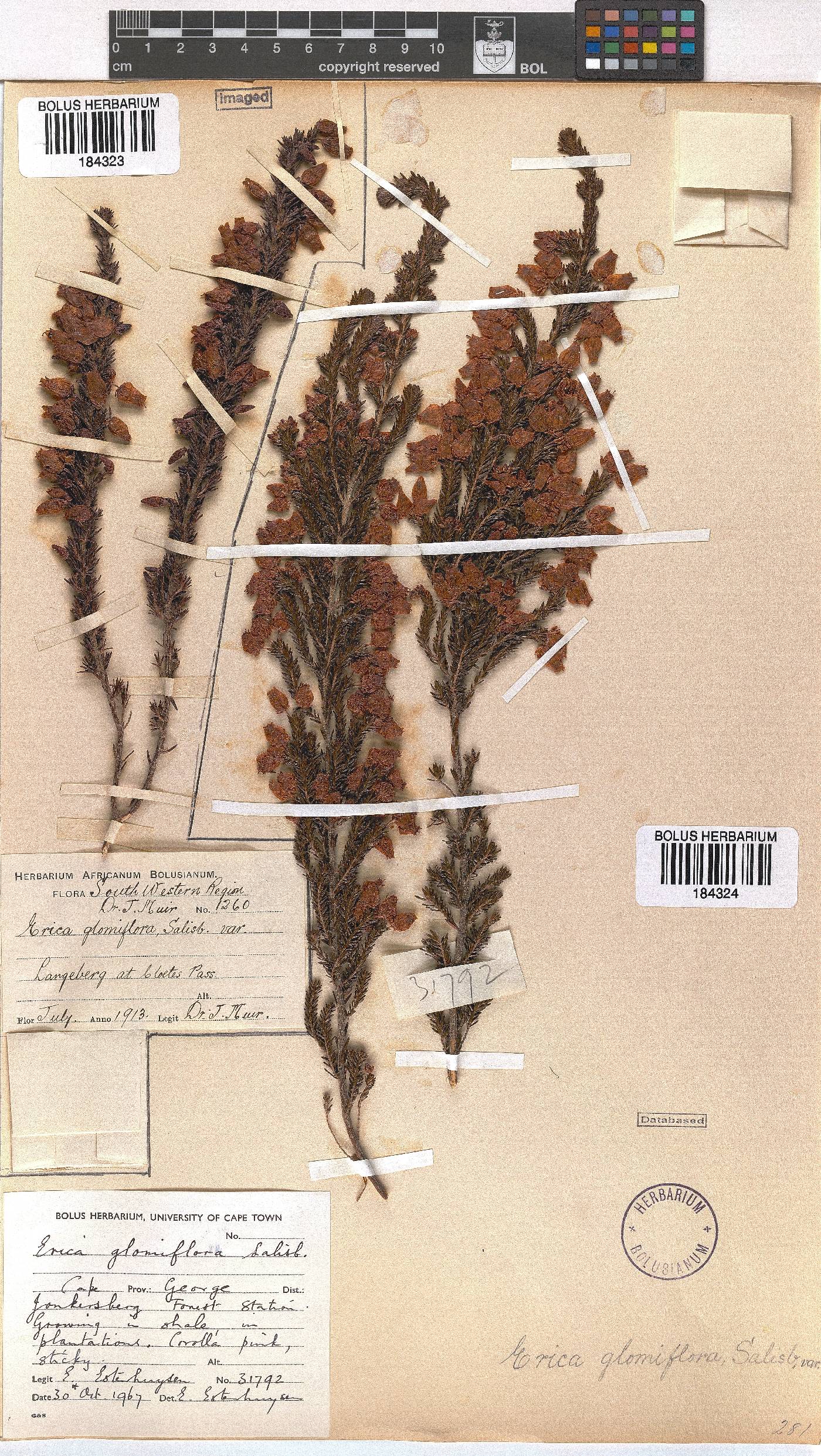 Erica glomiflora image