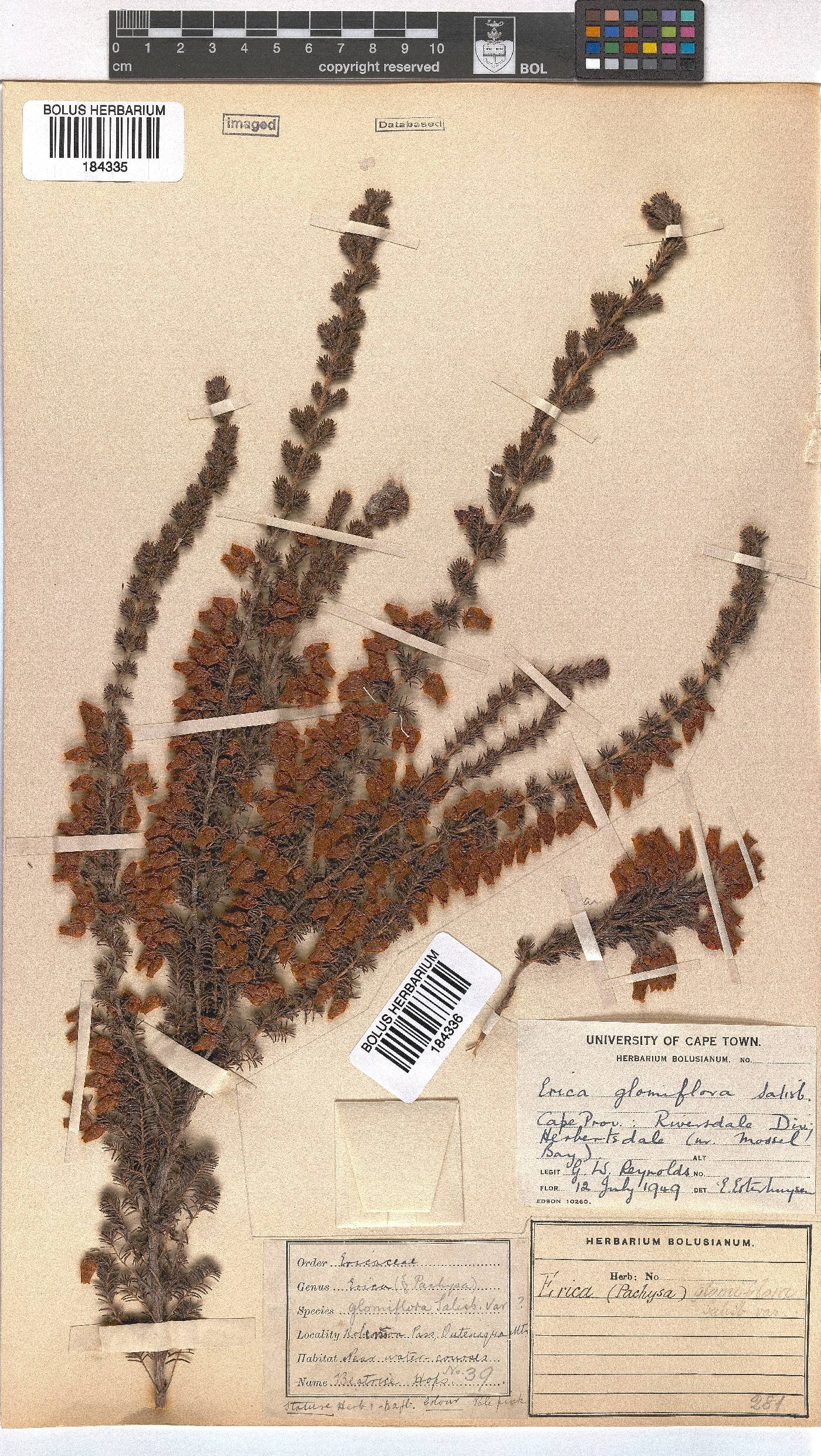 Erica glomiflora image
