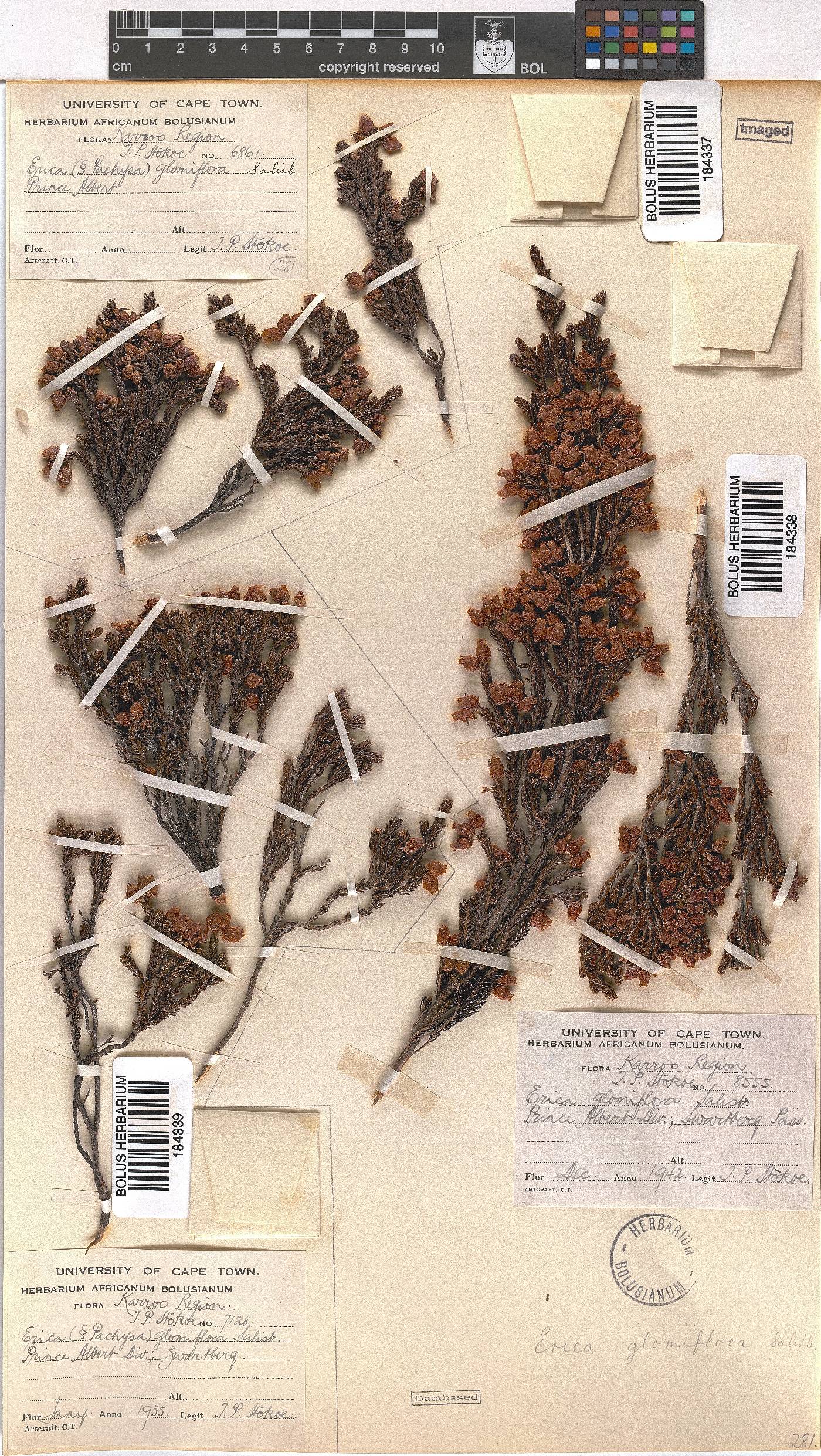 Erica glomiflora image