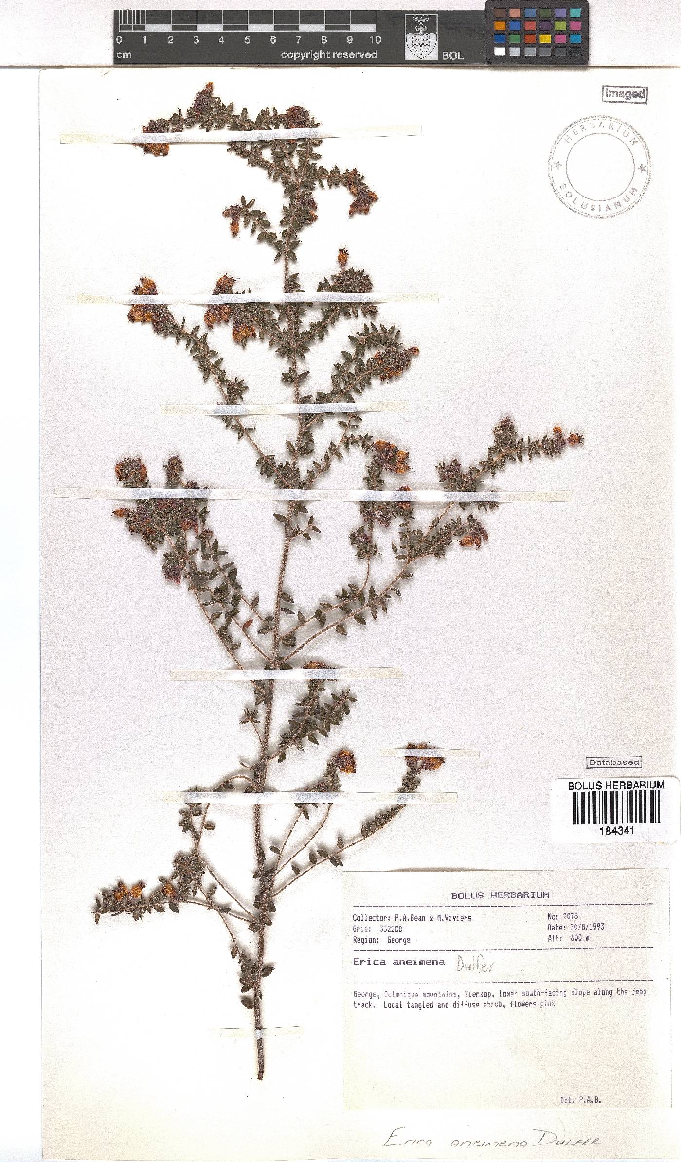 Erica aneimena image