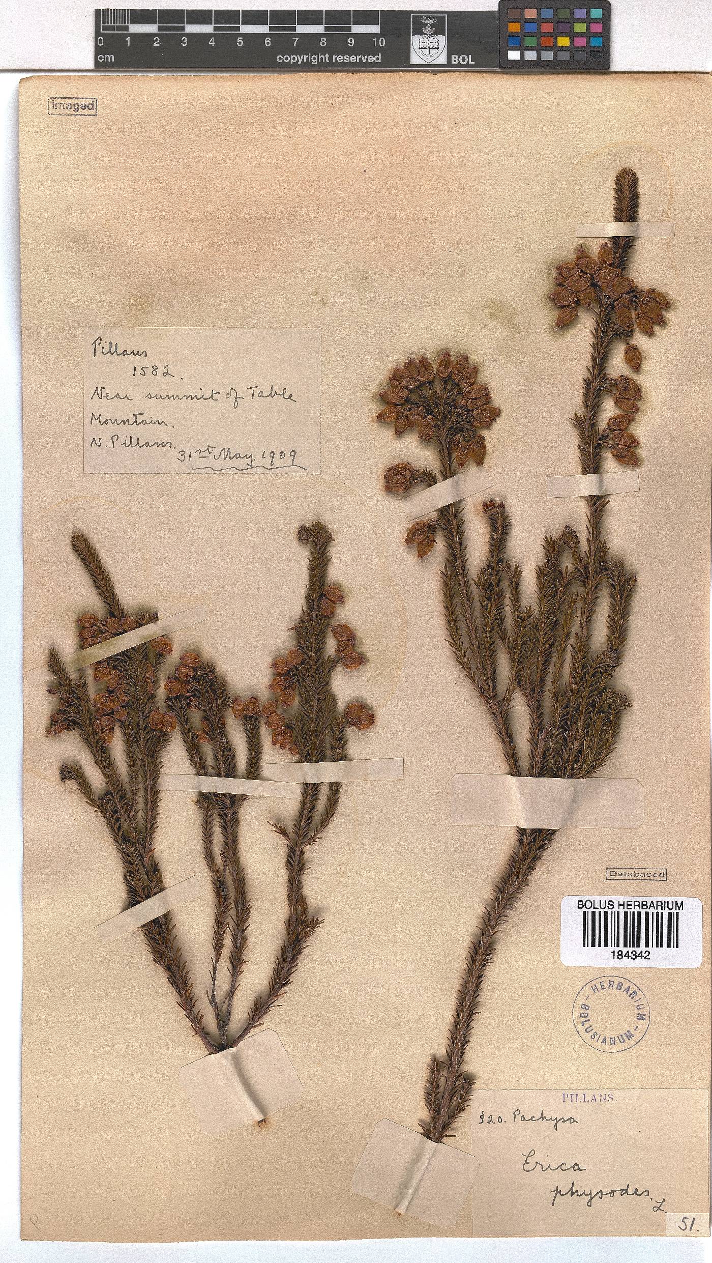 Erica physodes image