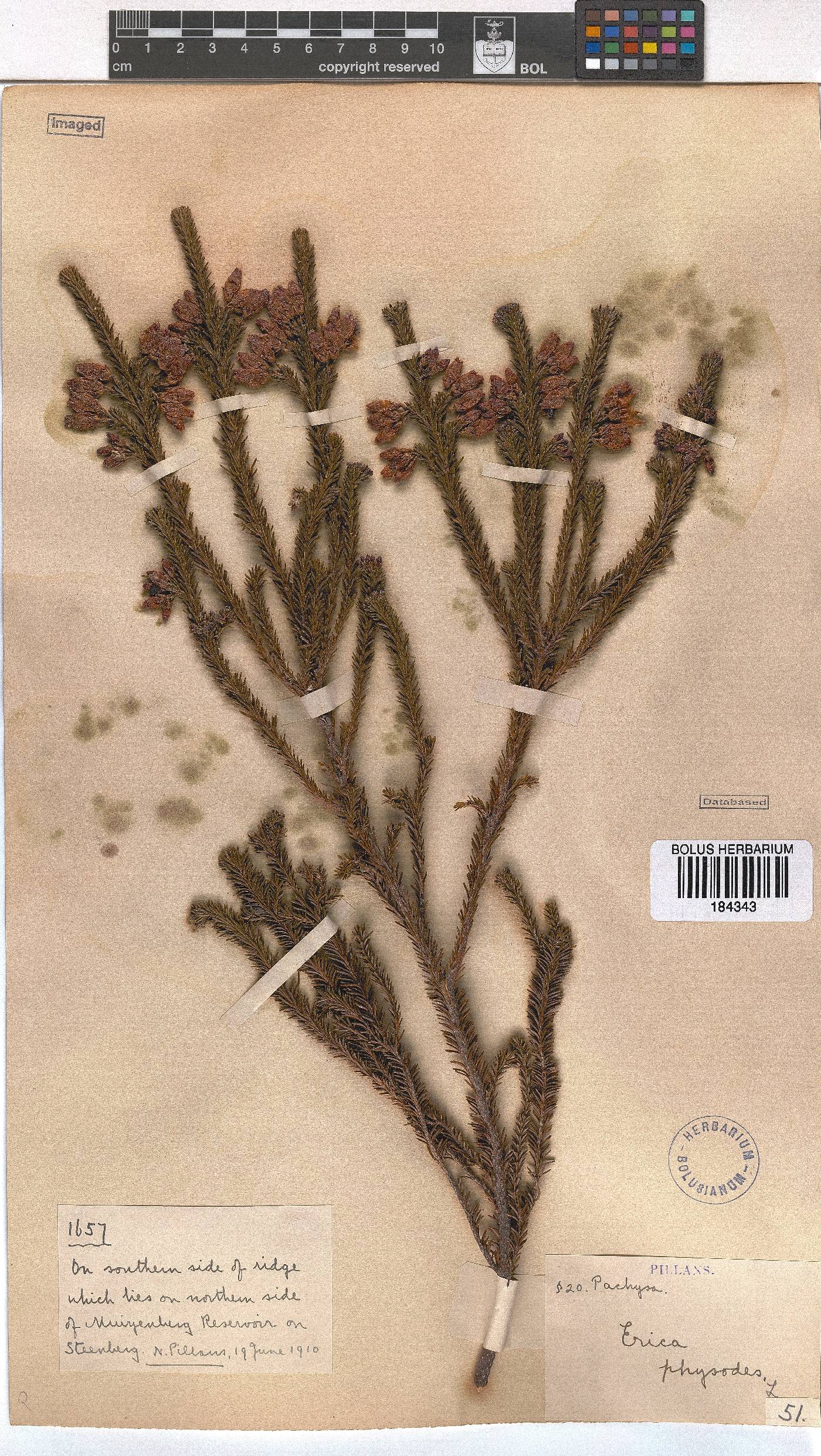 Erica physodes image