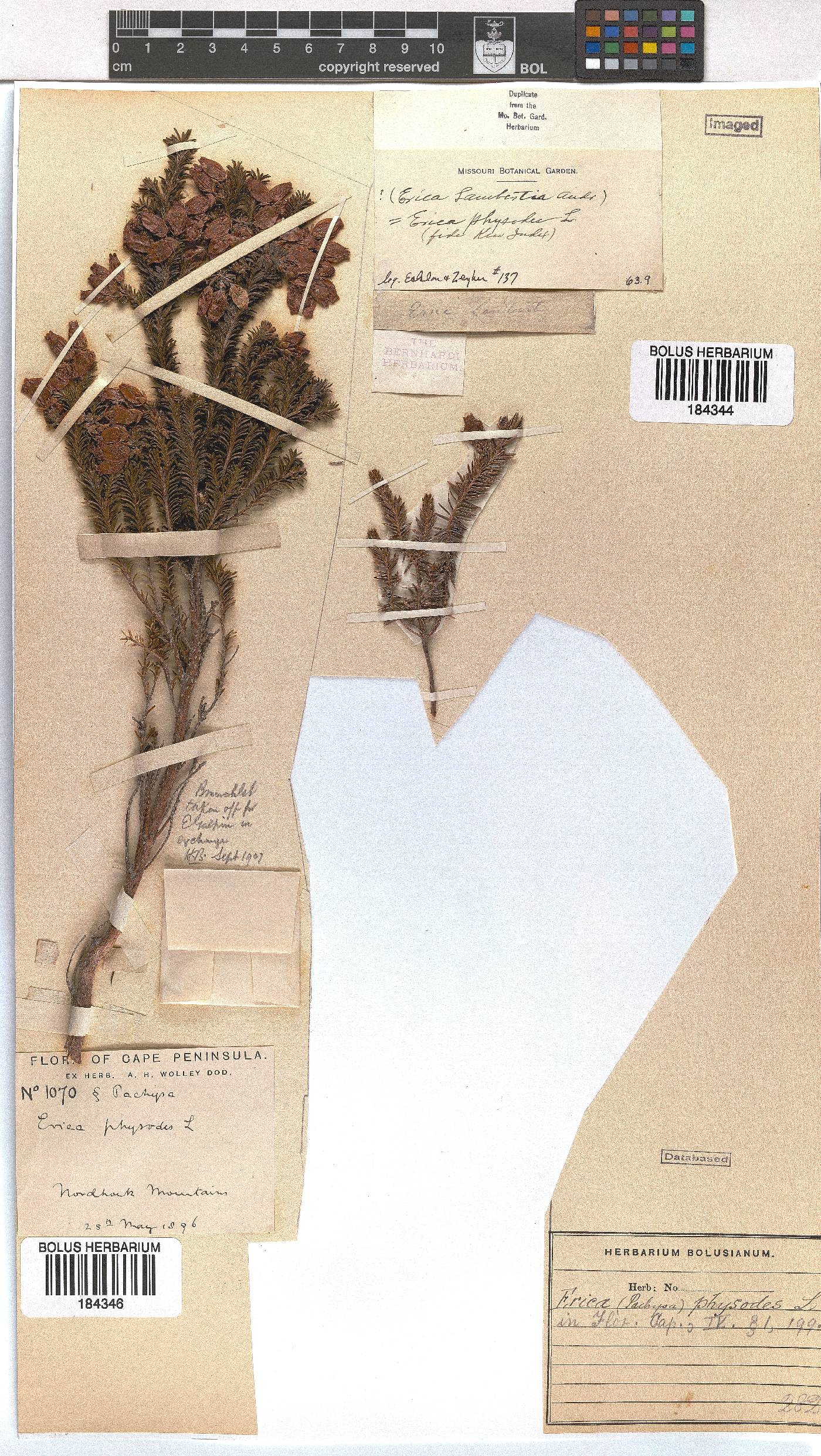 Erica physodes image