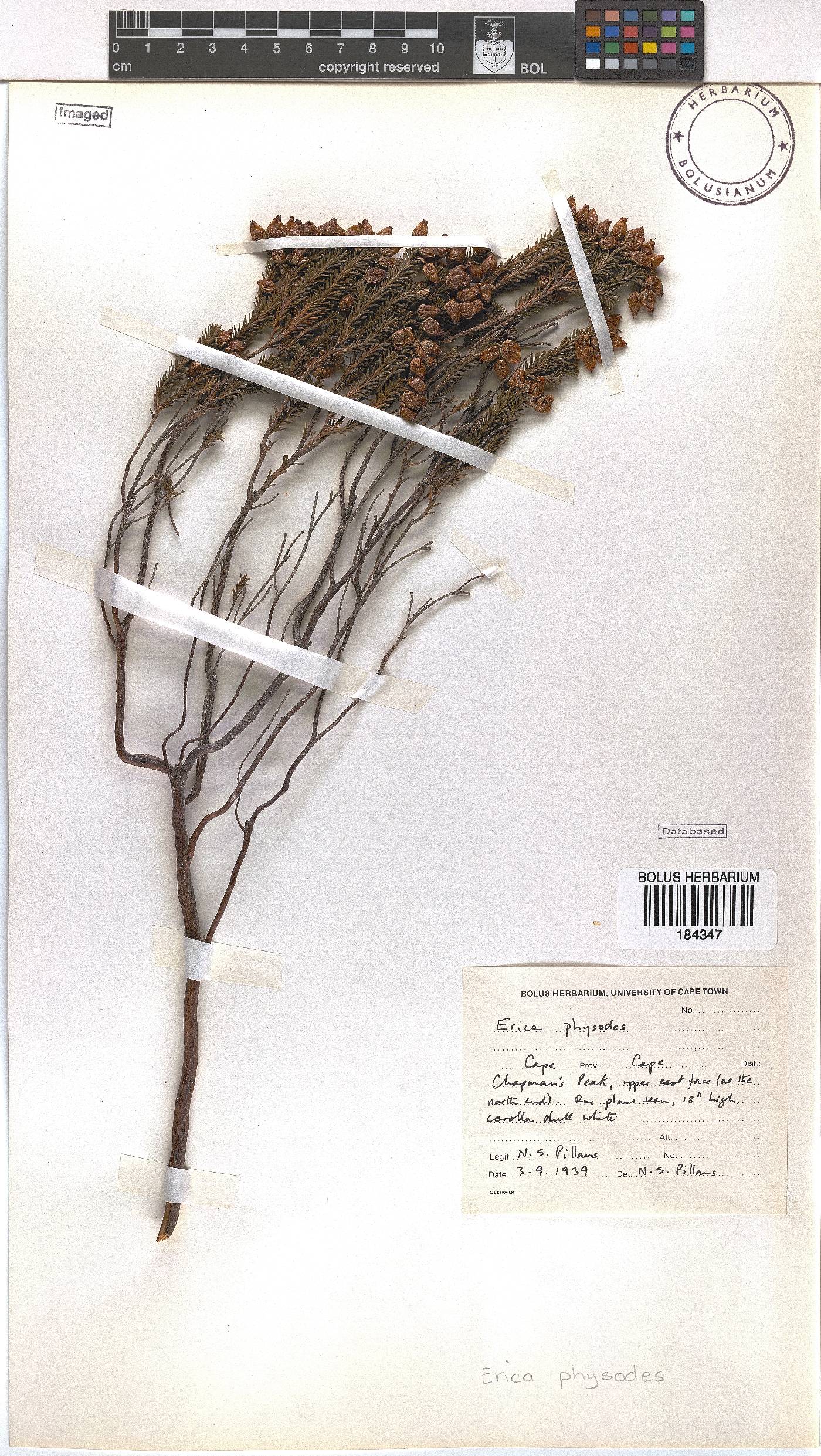 Erica physodes image