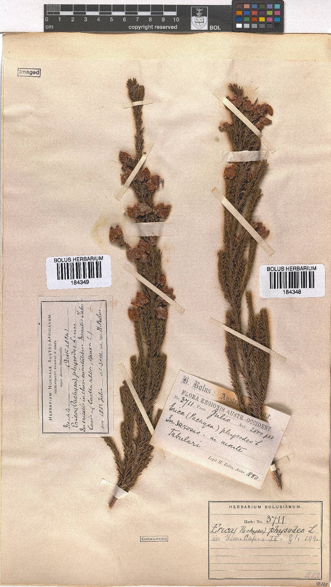 Erica physodes image