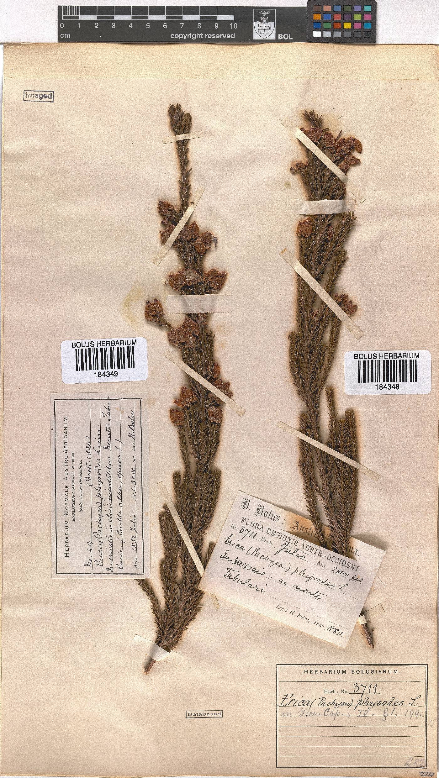 Erica physodes image
