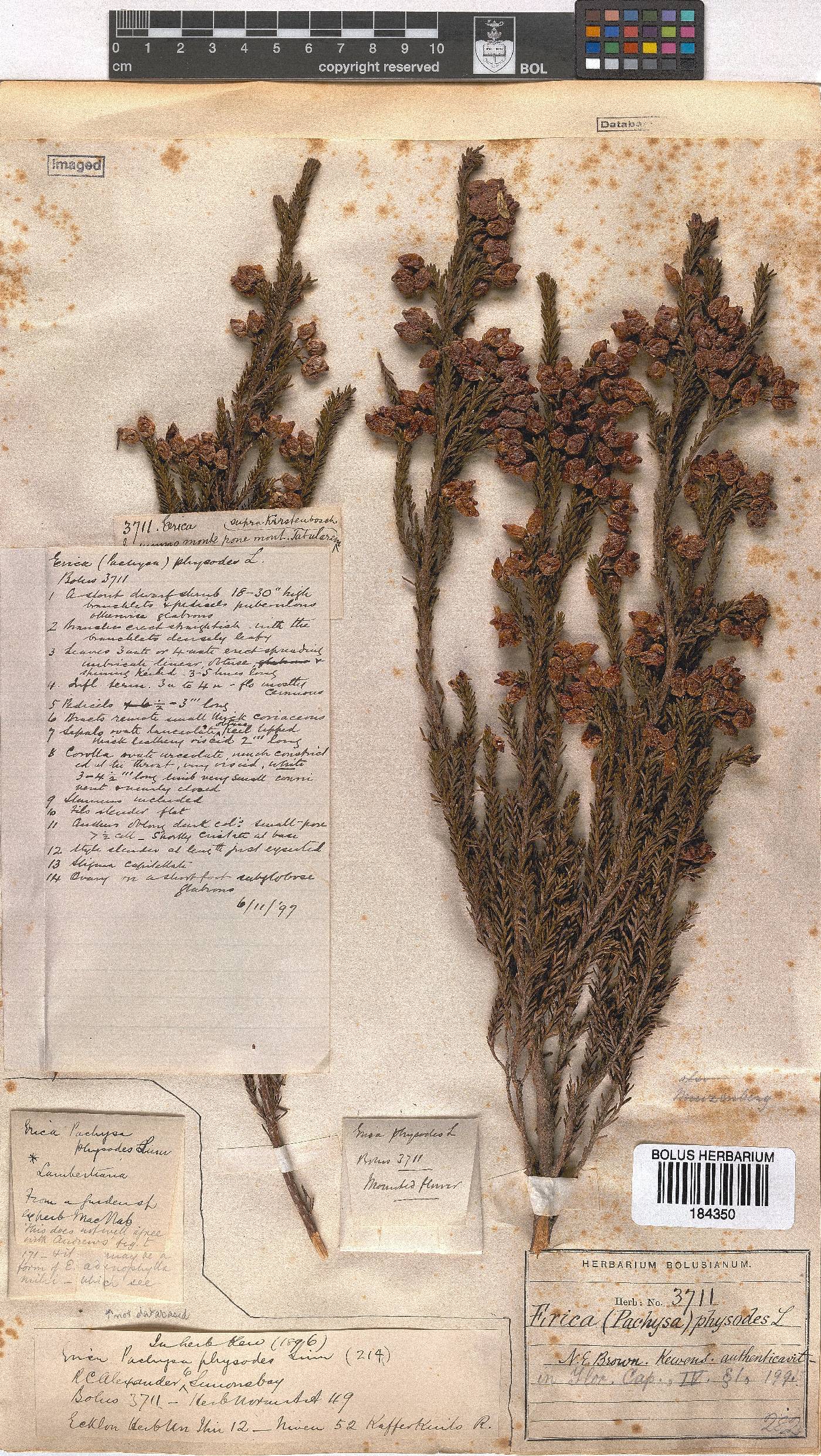 Erica physodes image