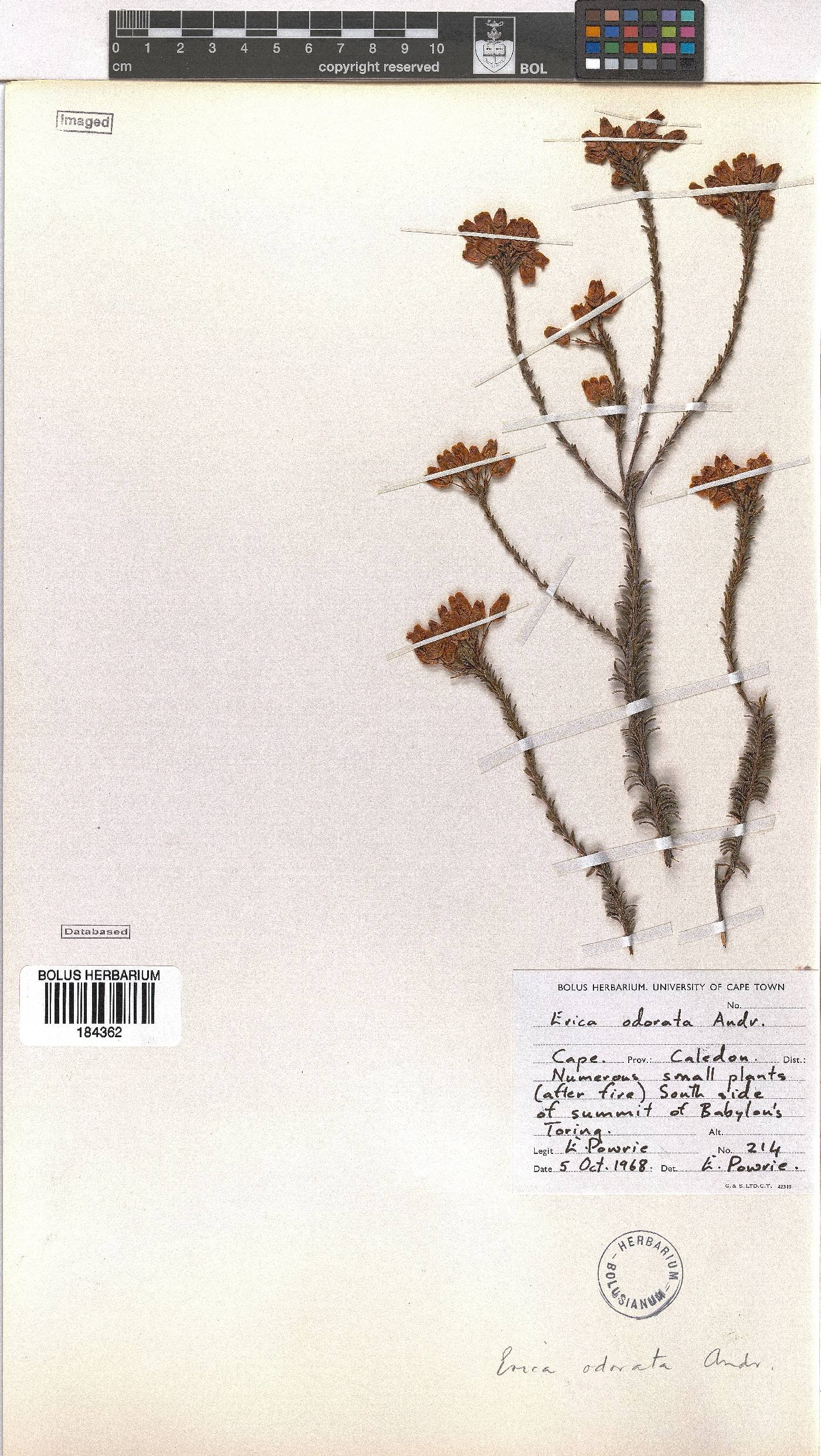Erica odorata image